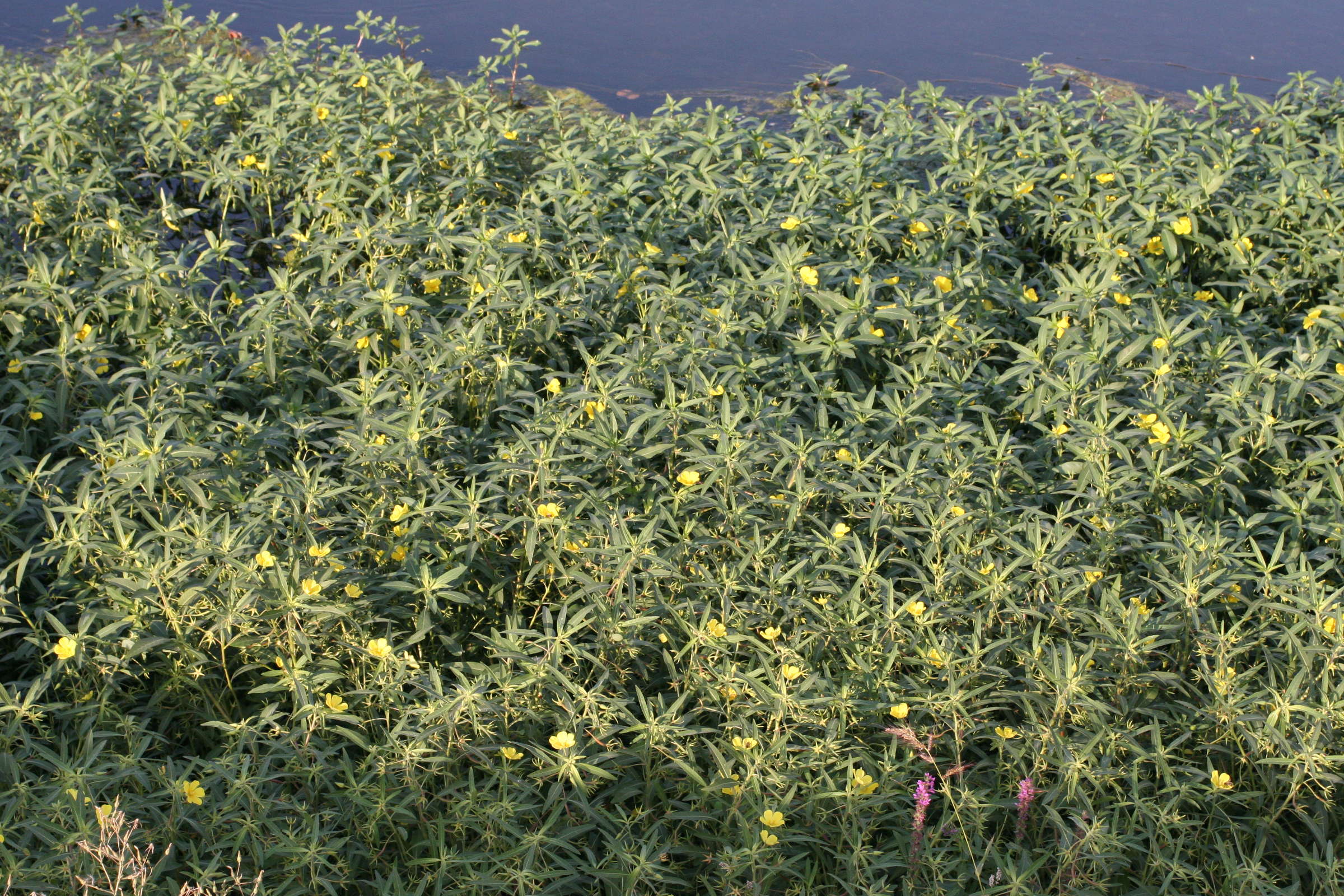 Afficher le média ludwigia_grandiflora1md ludwigia_grandiflora1md