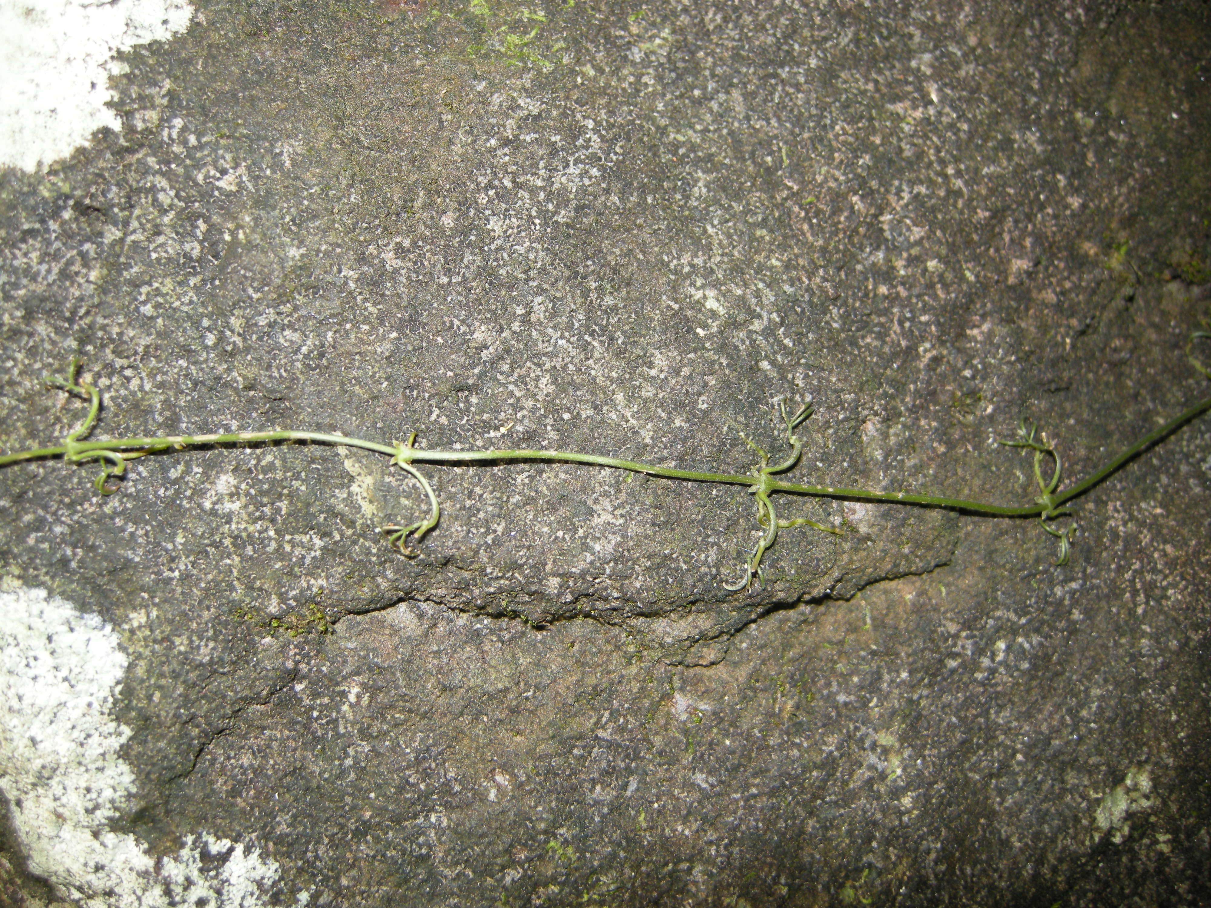 macfadyena_unguis-cati7md