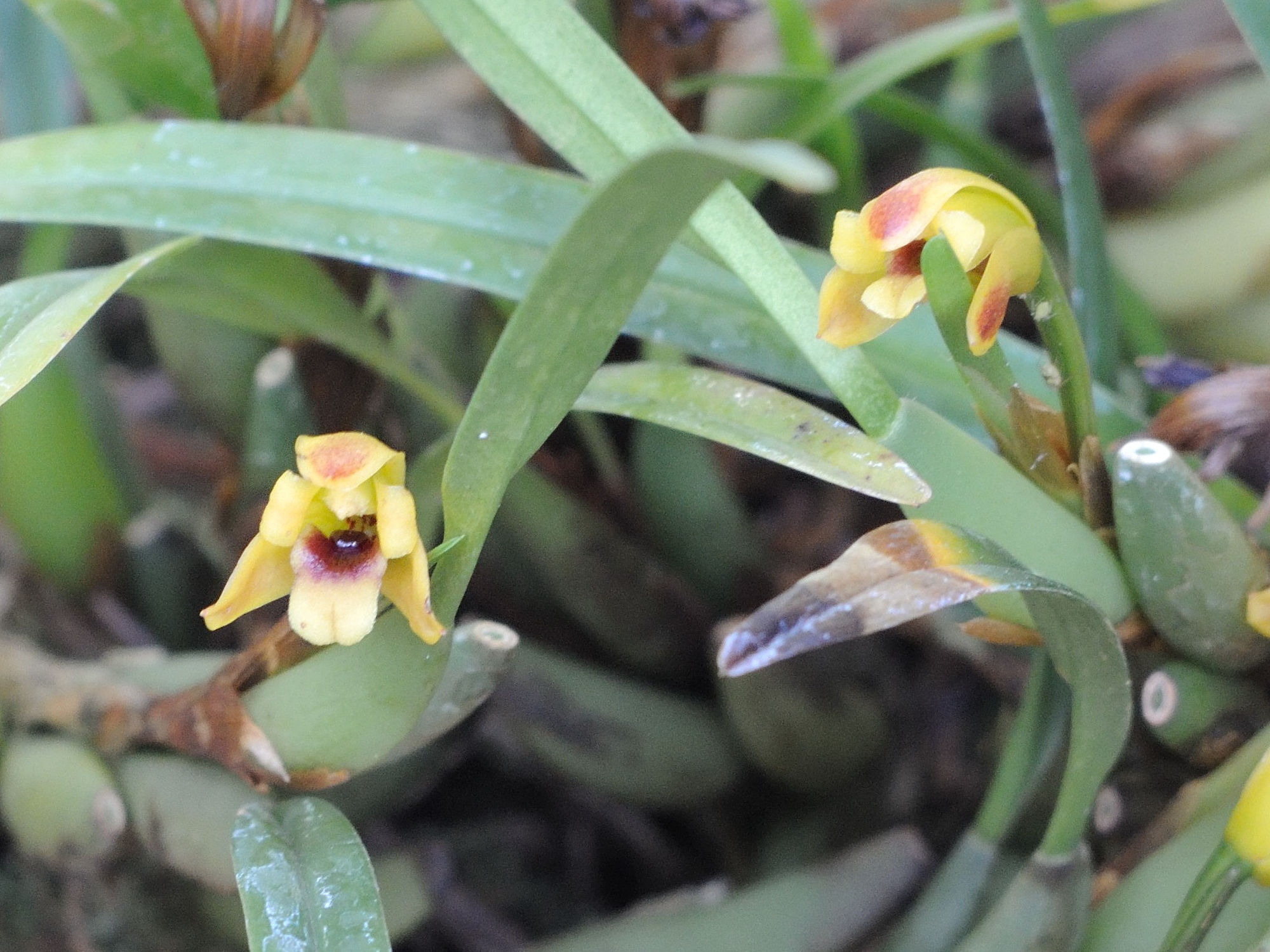 Afficher le média maxillaria_variabilis4md maxillaria_variabilis4md