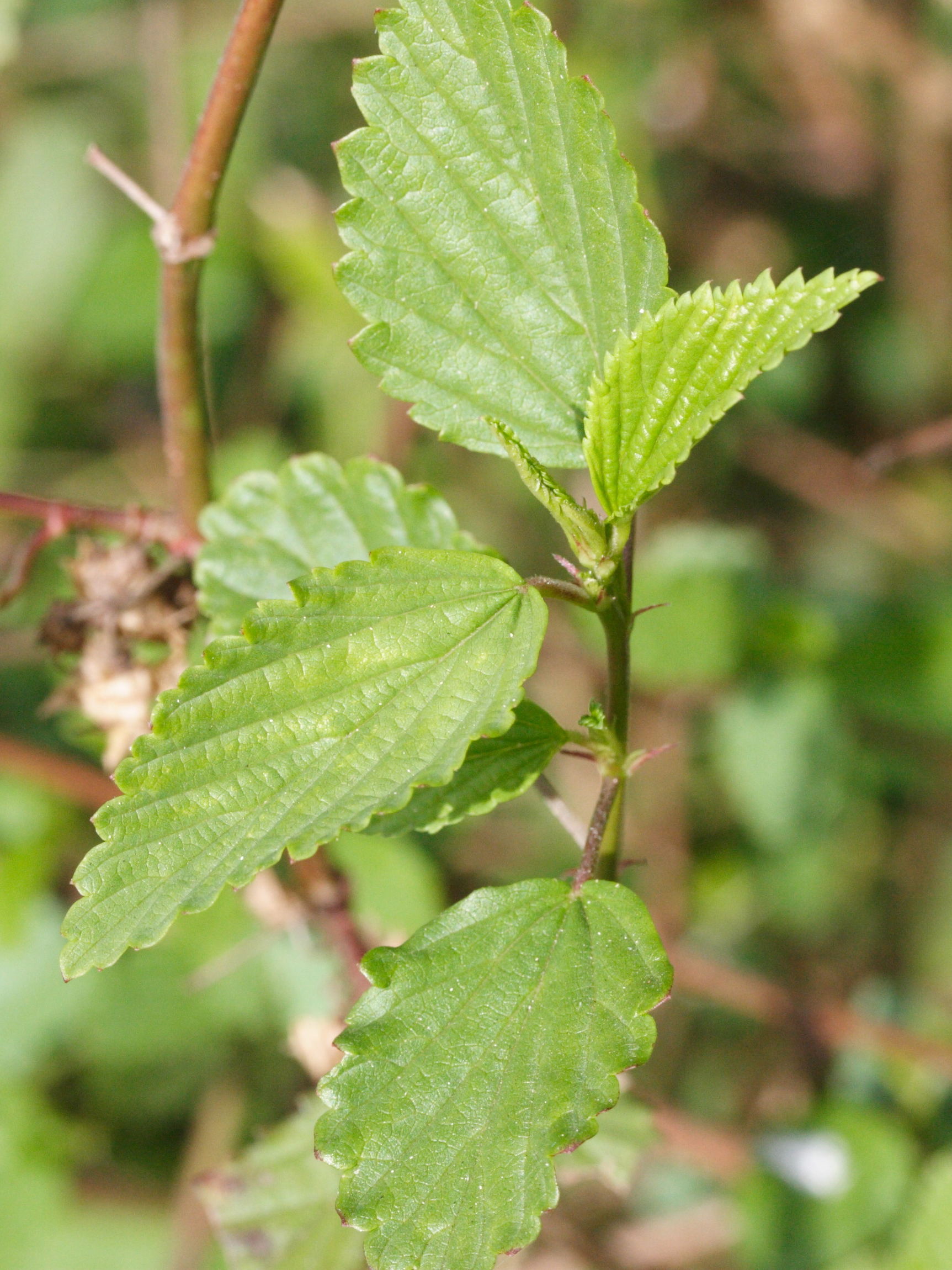 melochia_pyramidata2md