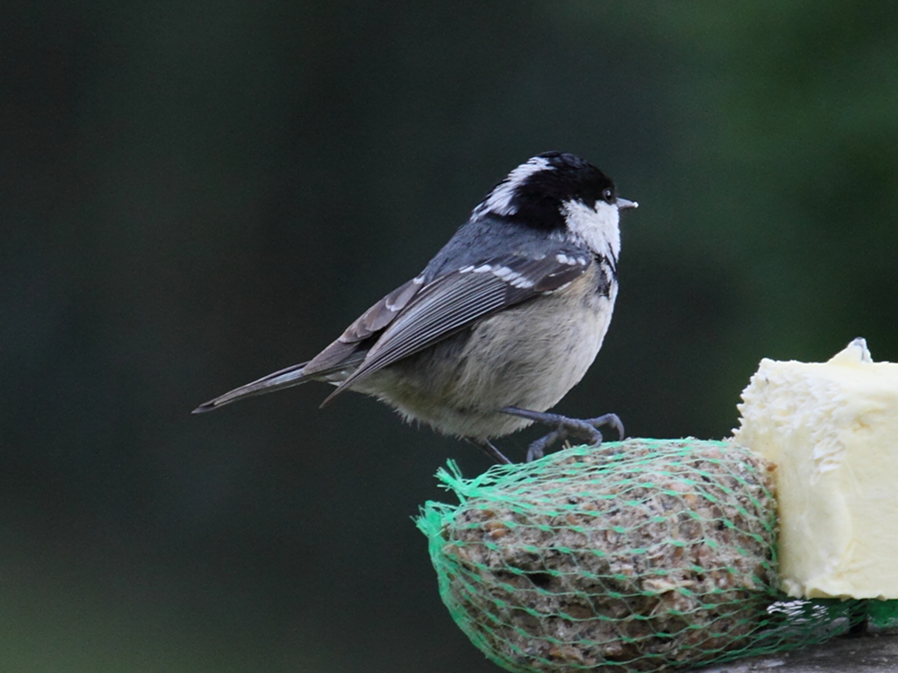 mesange_noire_-_periparus_ater5md