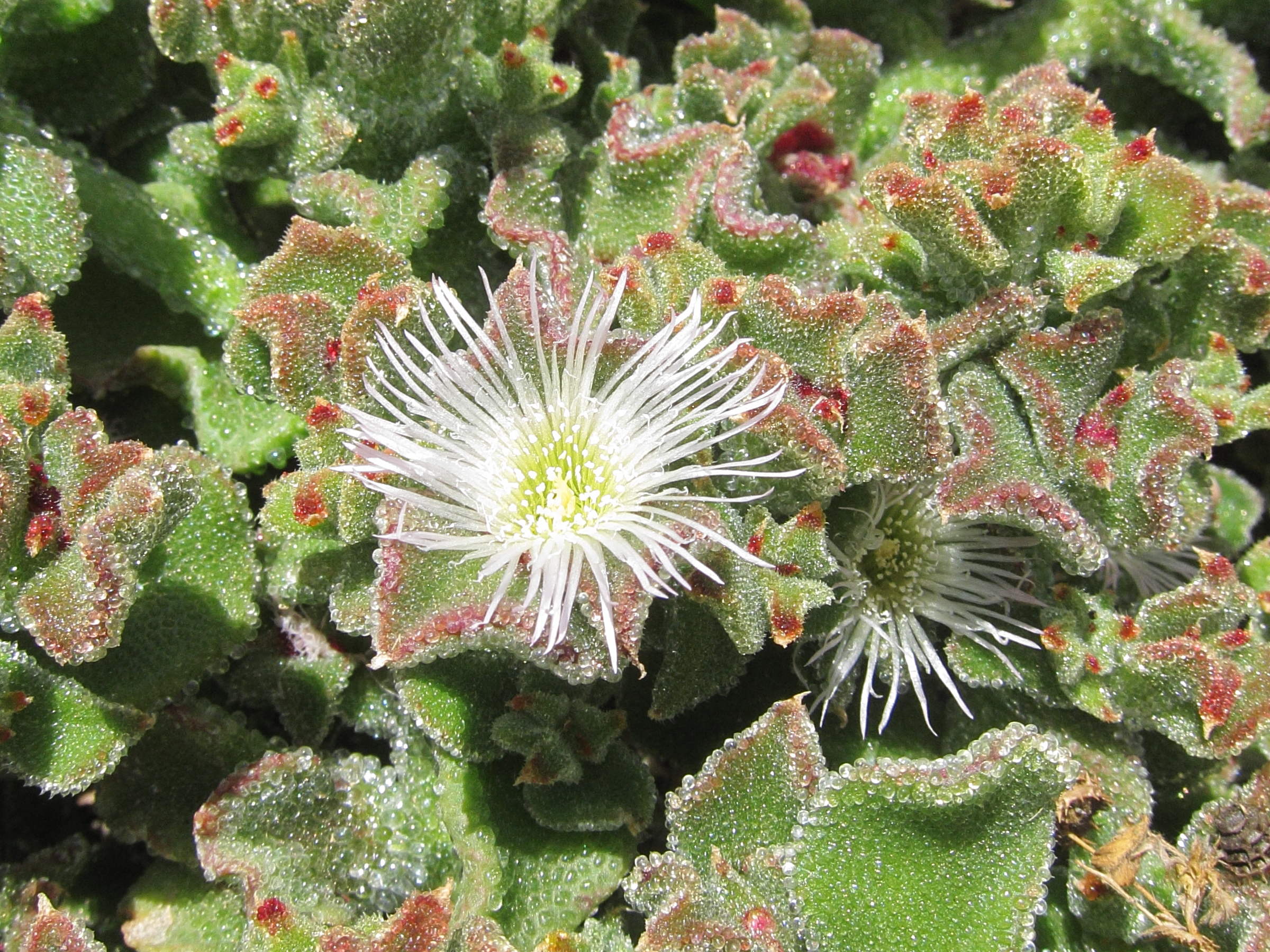 Afficher le média mesembryanthemum_crystallinum4bd mesembryanthemum_crystallinum4bd