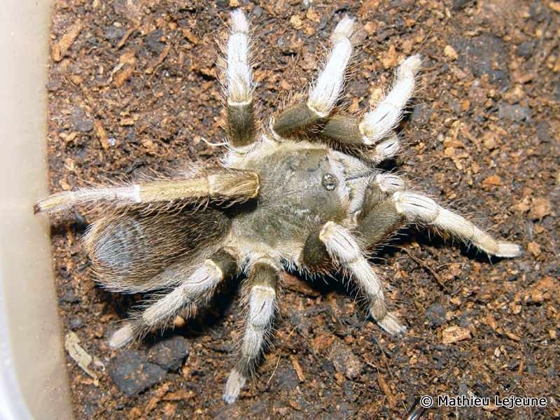 metriopelma_familiare1ml