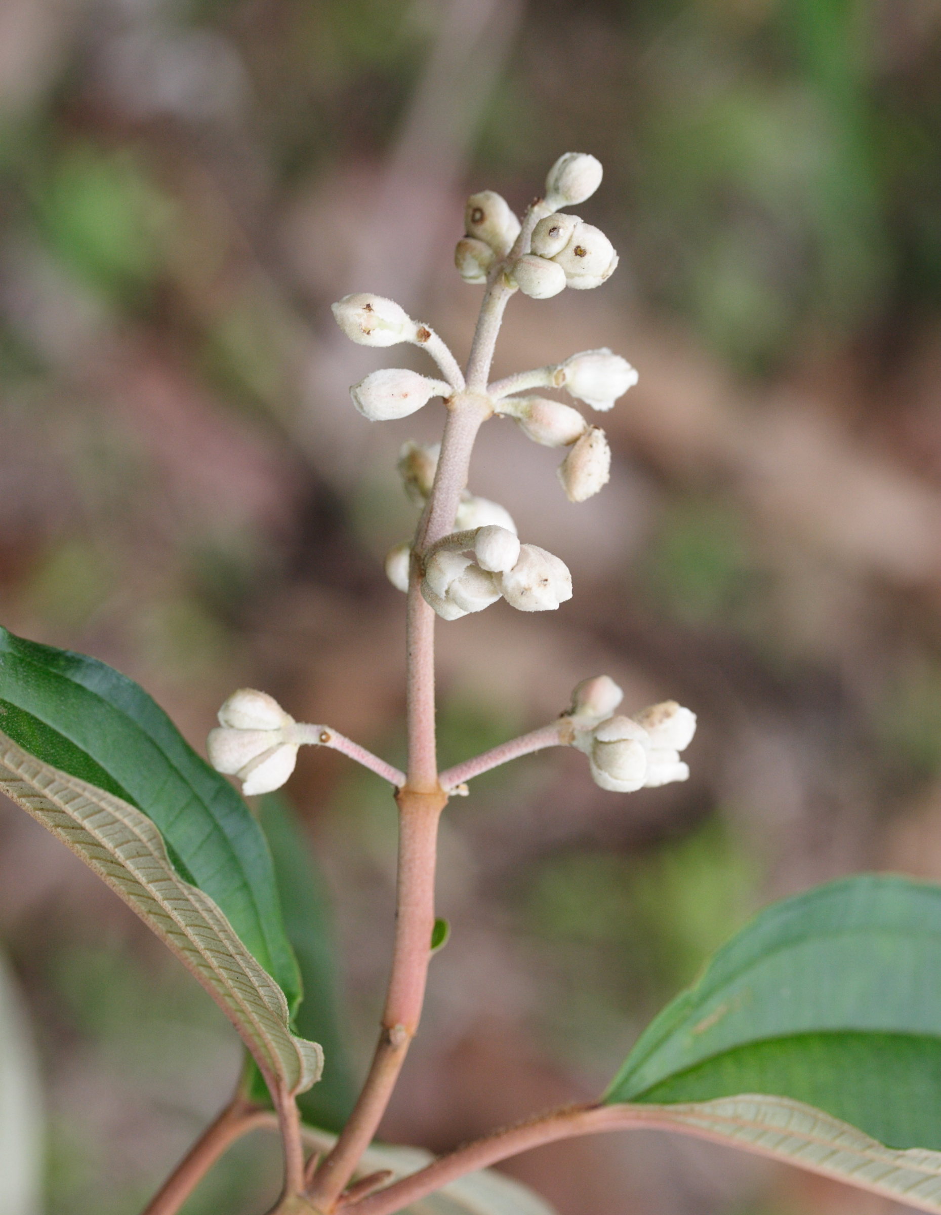 miconia_mirabilis2md