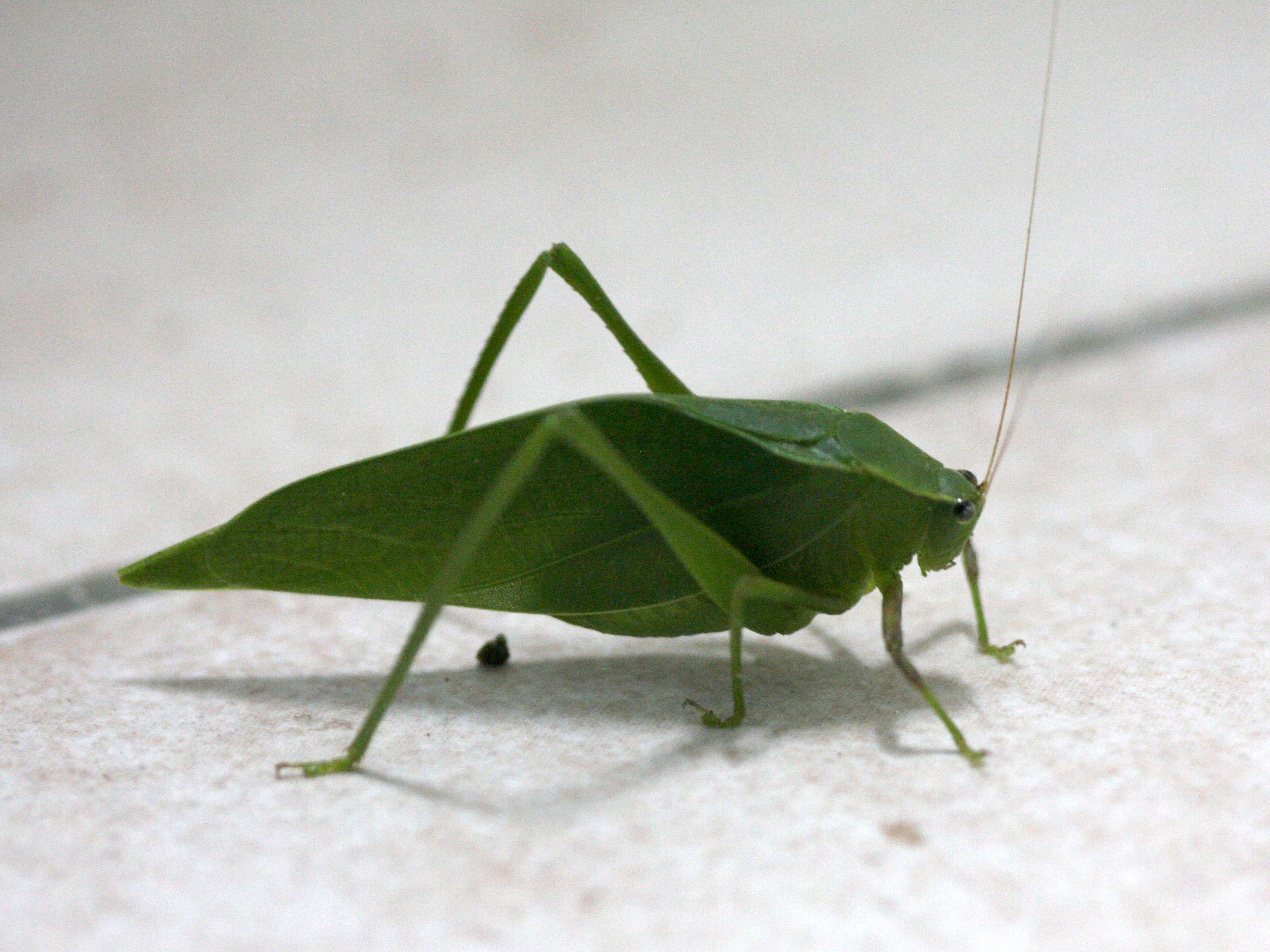 microcentrum_triangulatum1bd