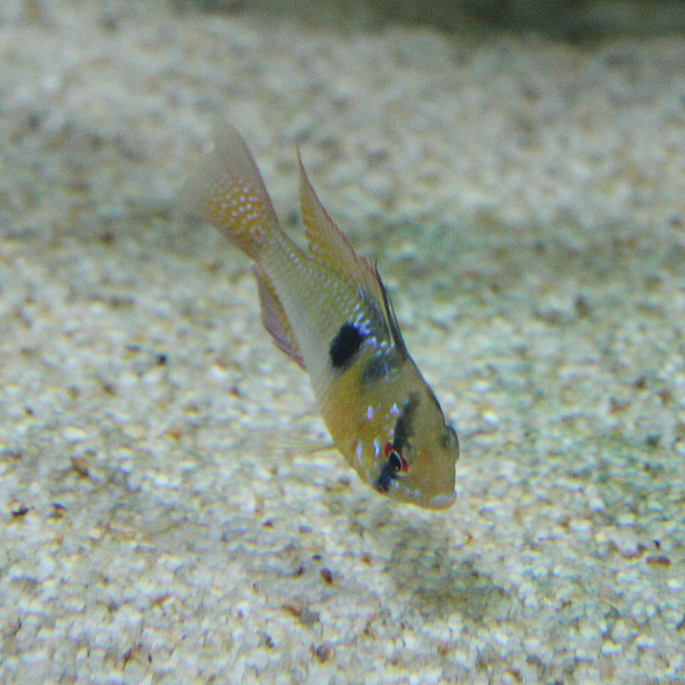 mikrogeophagus_ramirezi2sd