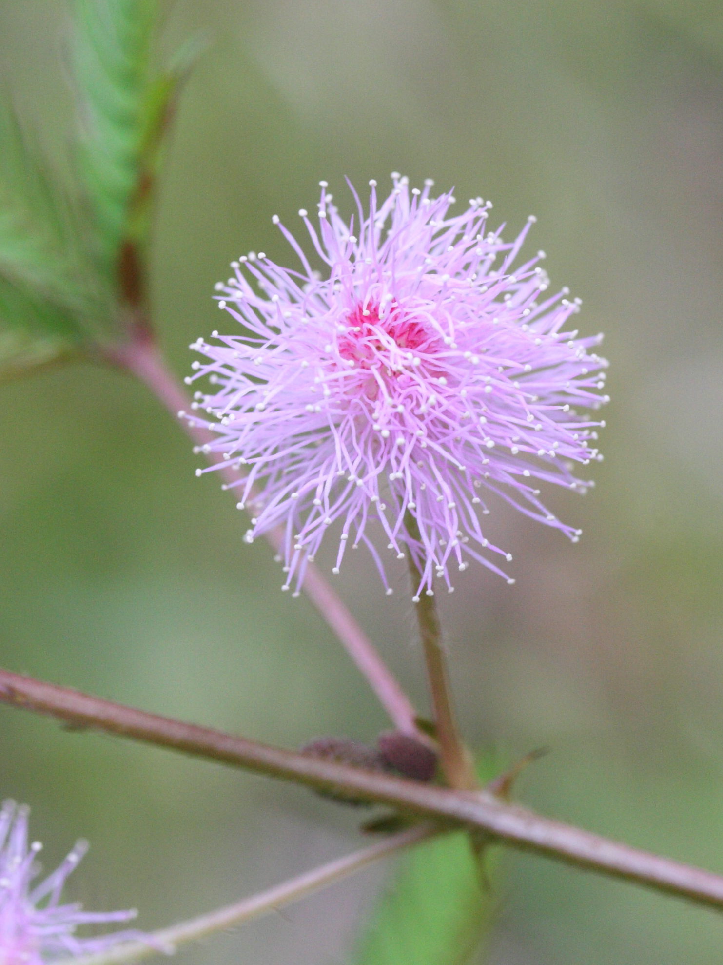 mimosa_pudica3md