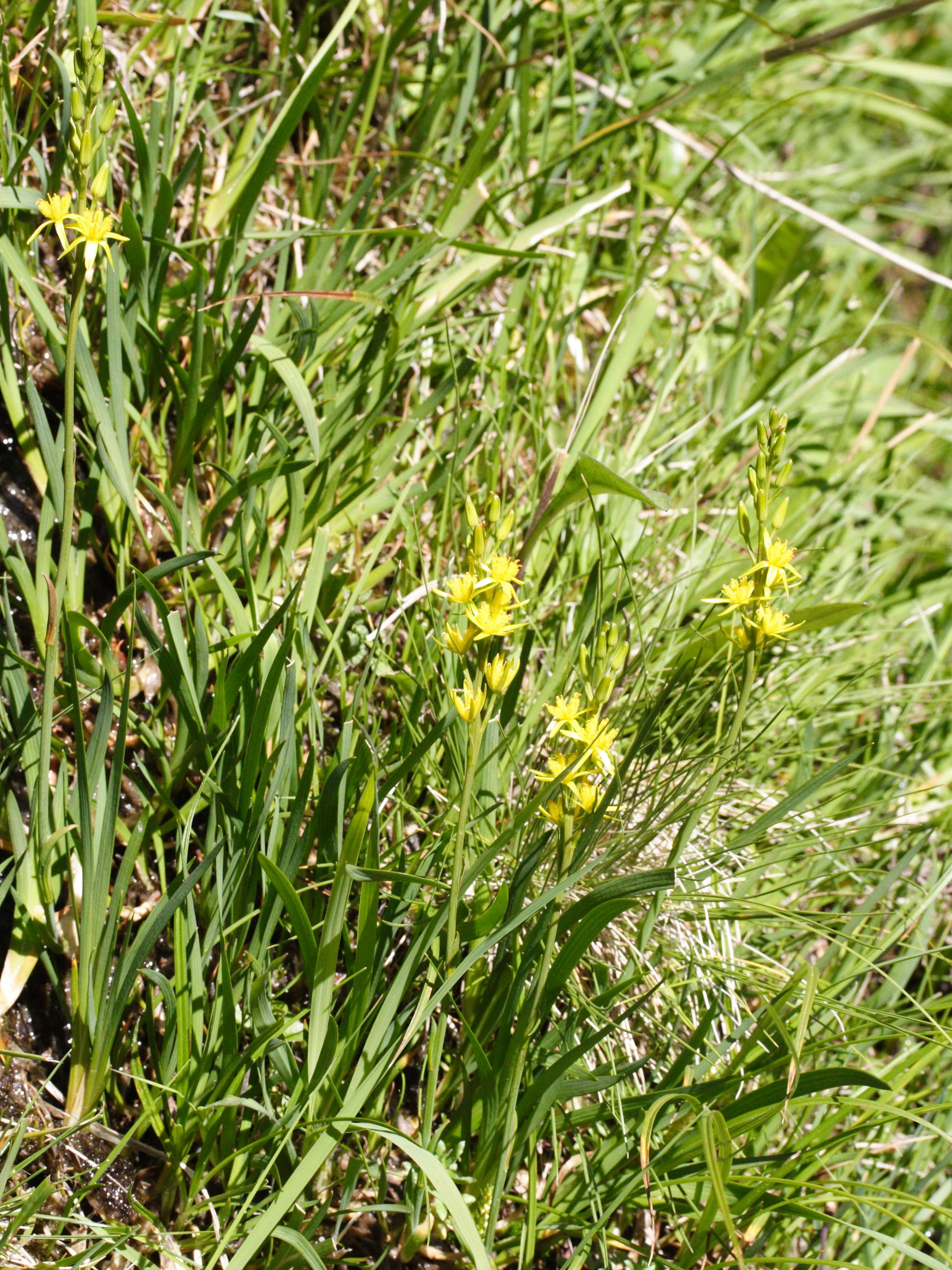 Afficher le média narthecium_ossifragum1md narthecium_ossifragum1md