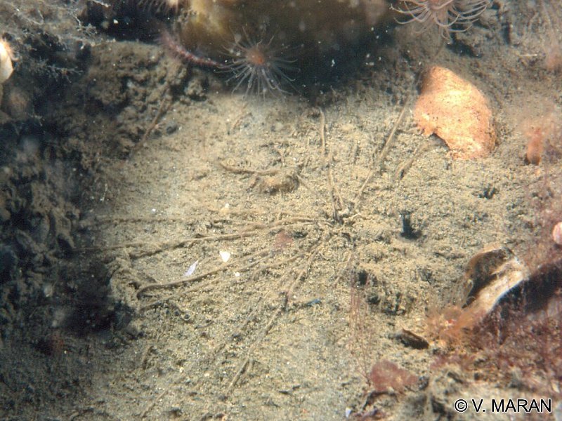 neamphitrites_figulus1vm