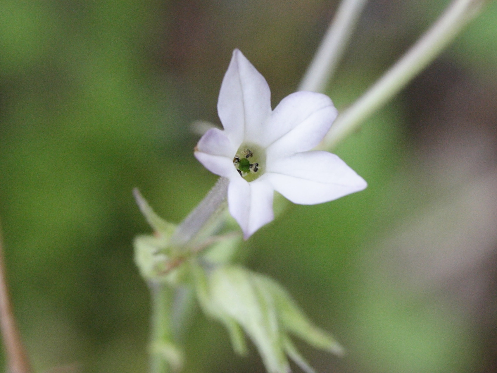 nicotiana_plumbaginifolia4md