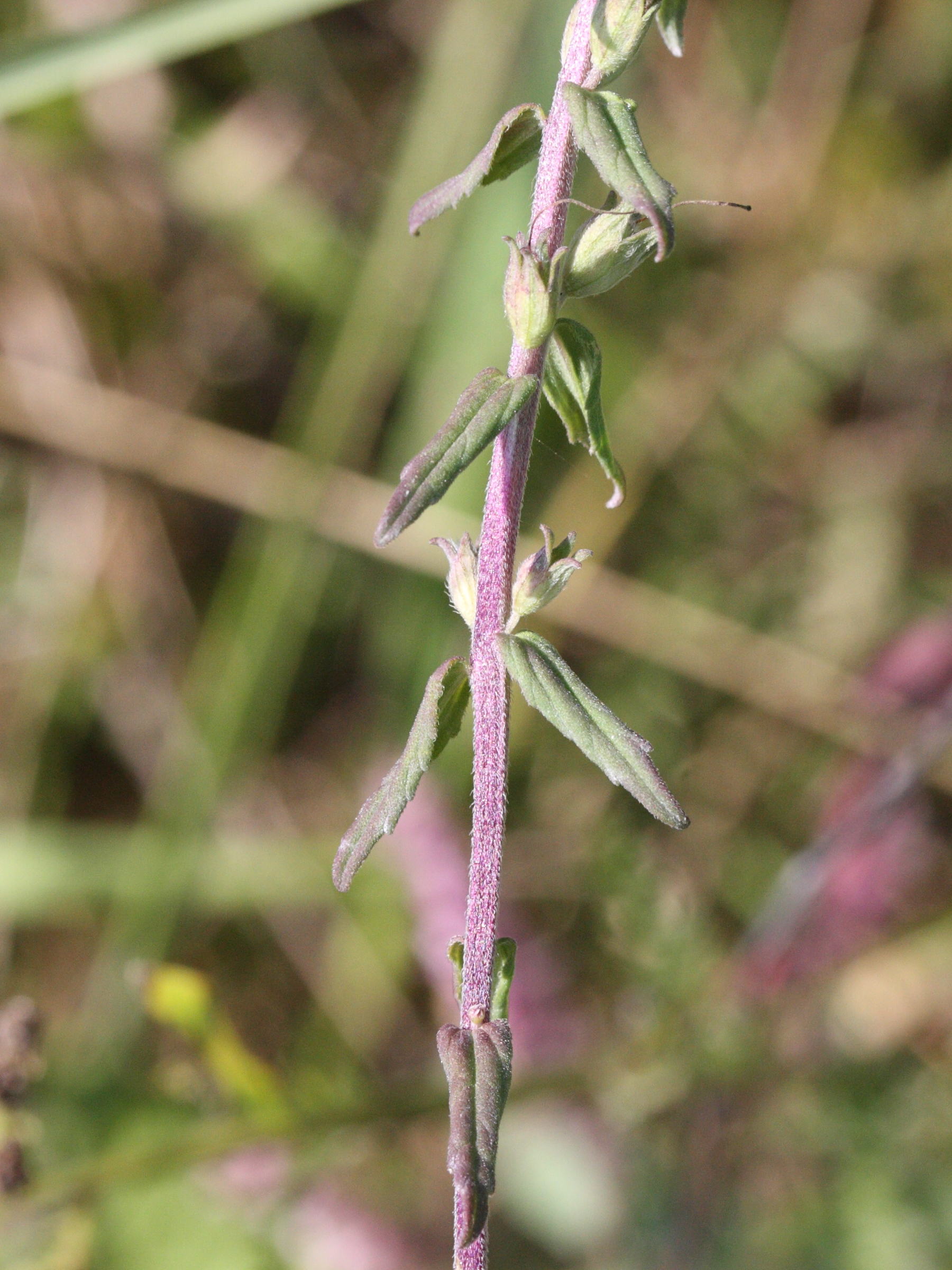 Afficher le média odontites_vernus_serotinus8md odontites_vernus_serotinus8md