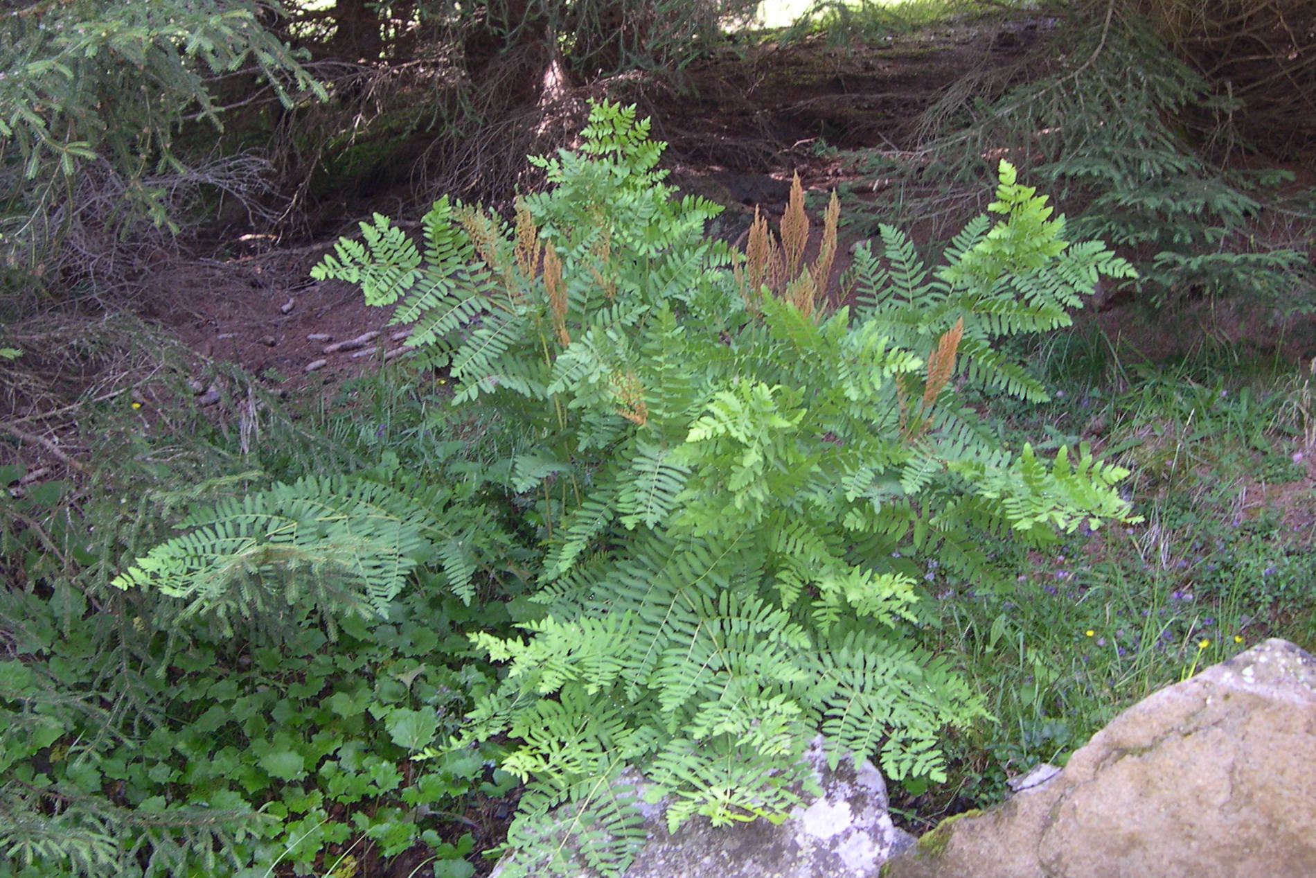 Osmunda_regalis