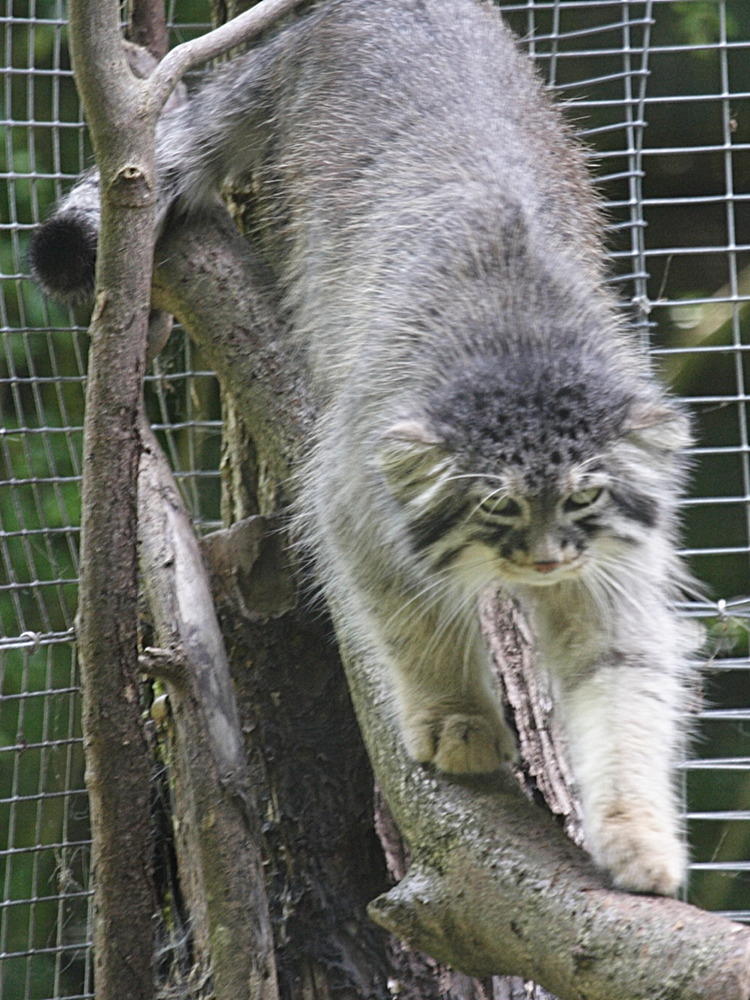 otocolobus_manul2md