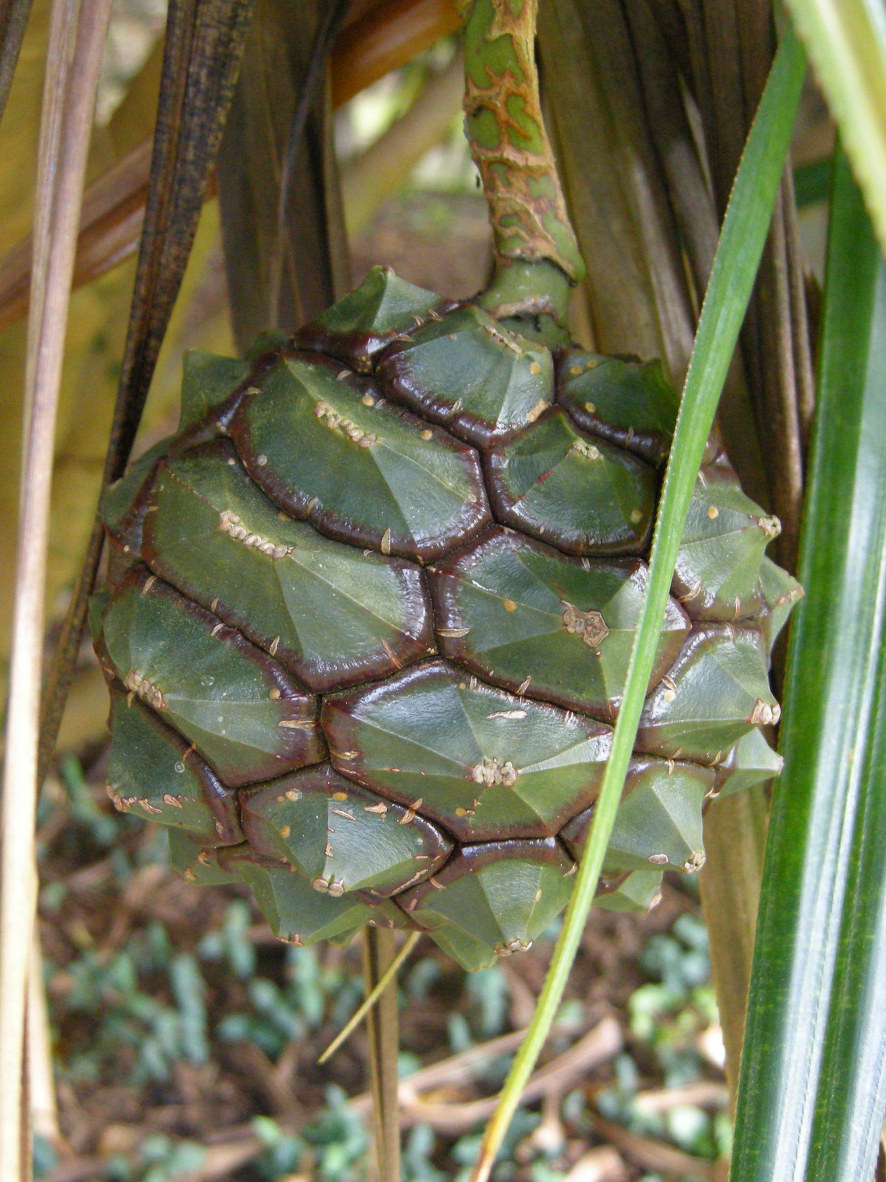 pandanus_sylvestris3md