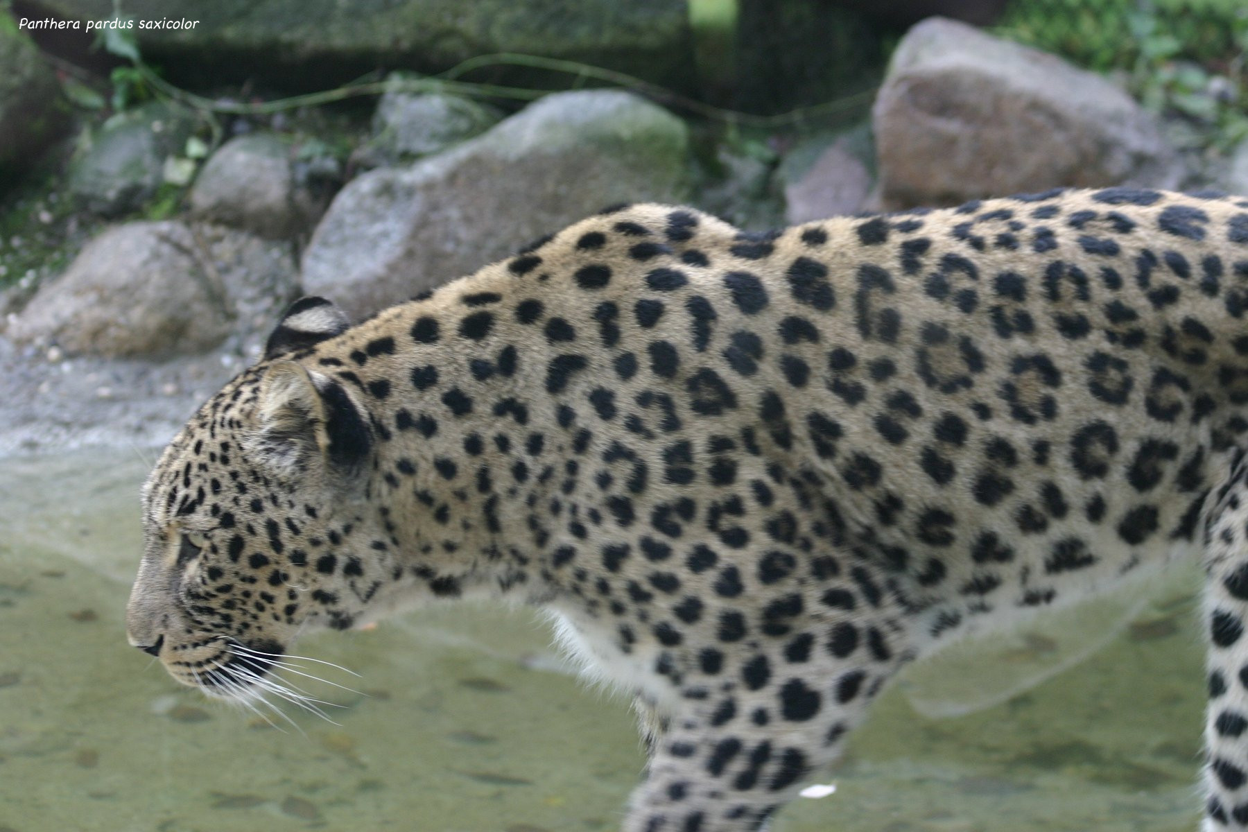 panthera_pardus_saxicolor1sd