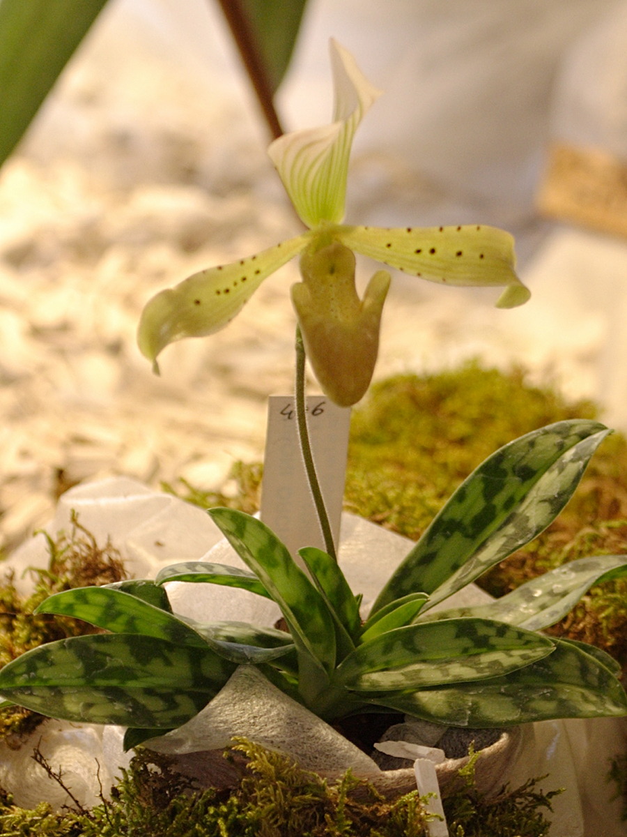 Afficher le média paphiopedilum_braemii1bd paphiopedilum_braemii1bd
