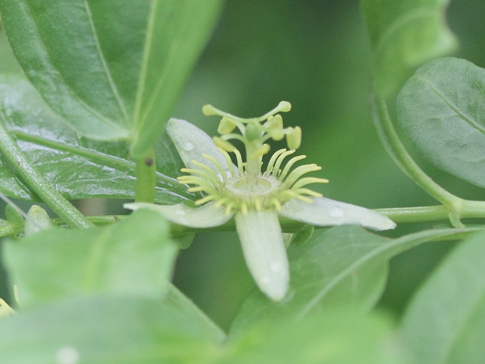 passiflora_suberosa5md