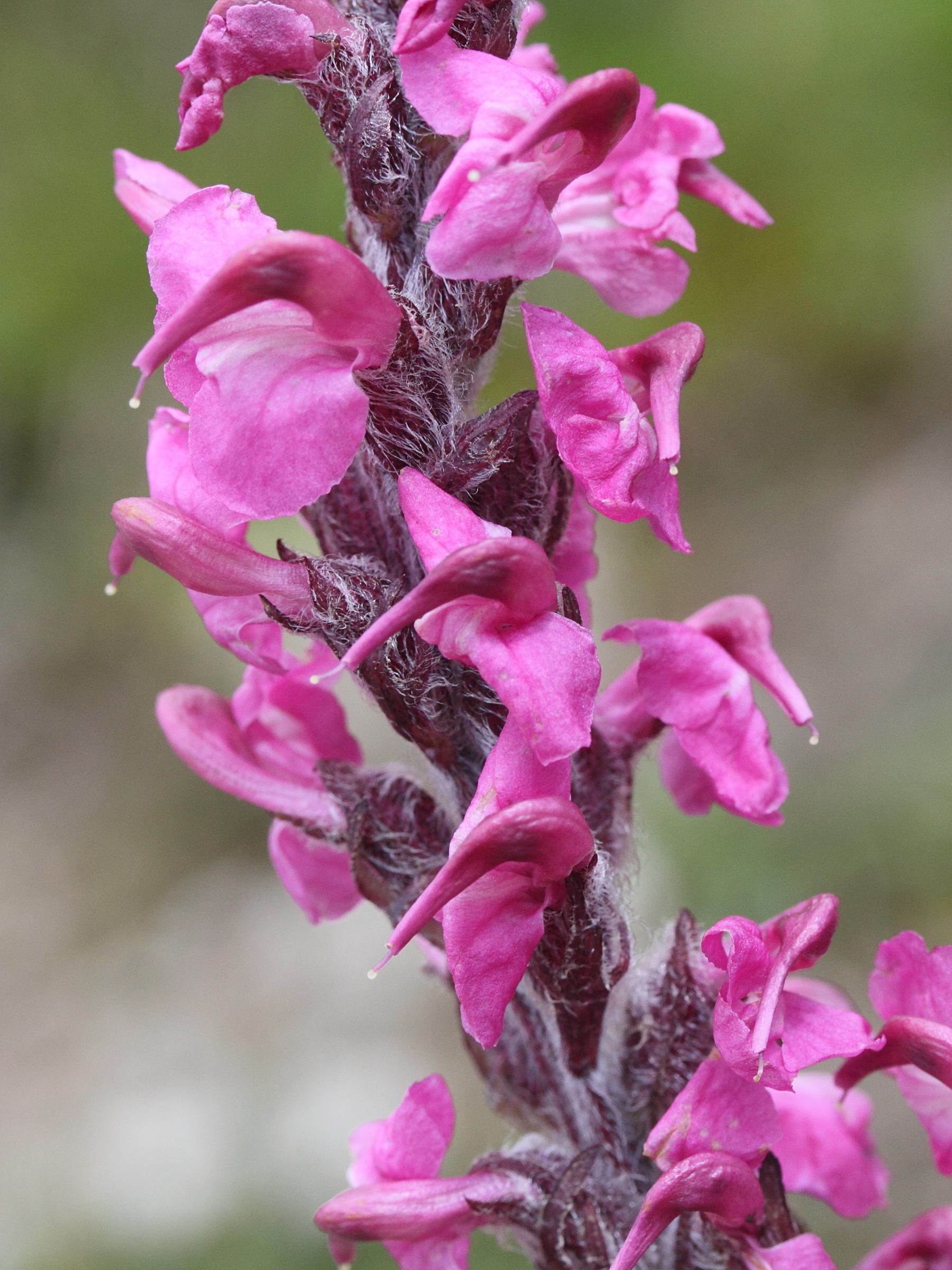 Afficher le média pedicularis_rostratospicata3md pedicularis_rostratospicata3md