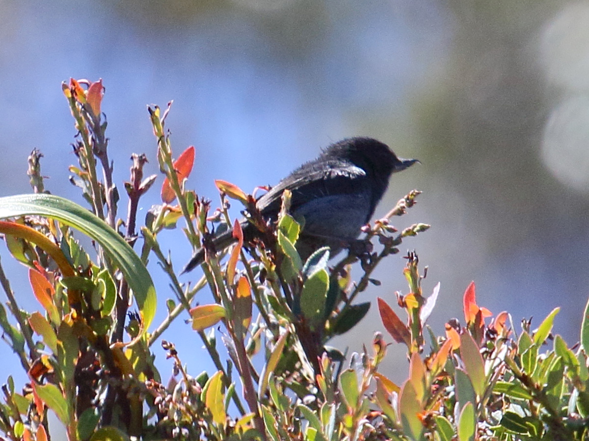 percefleur_ardoise_-_diglossa_plumbea1bd