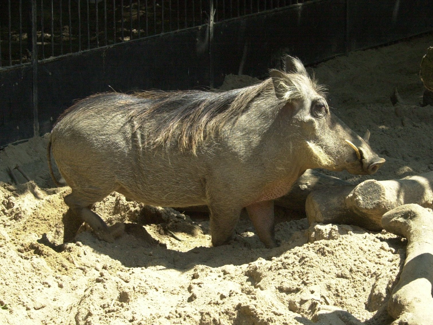 phacochoerus_aethiopicus1md