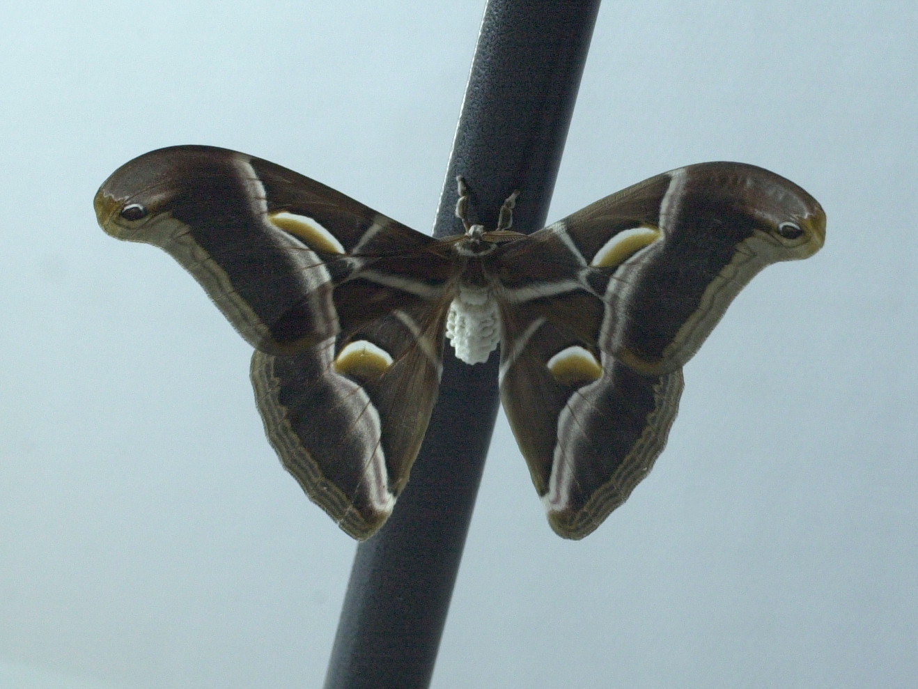 philosamia_ricini4md