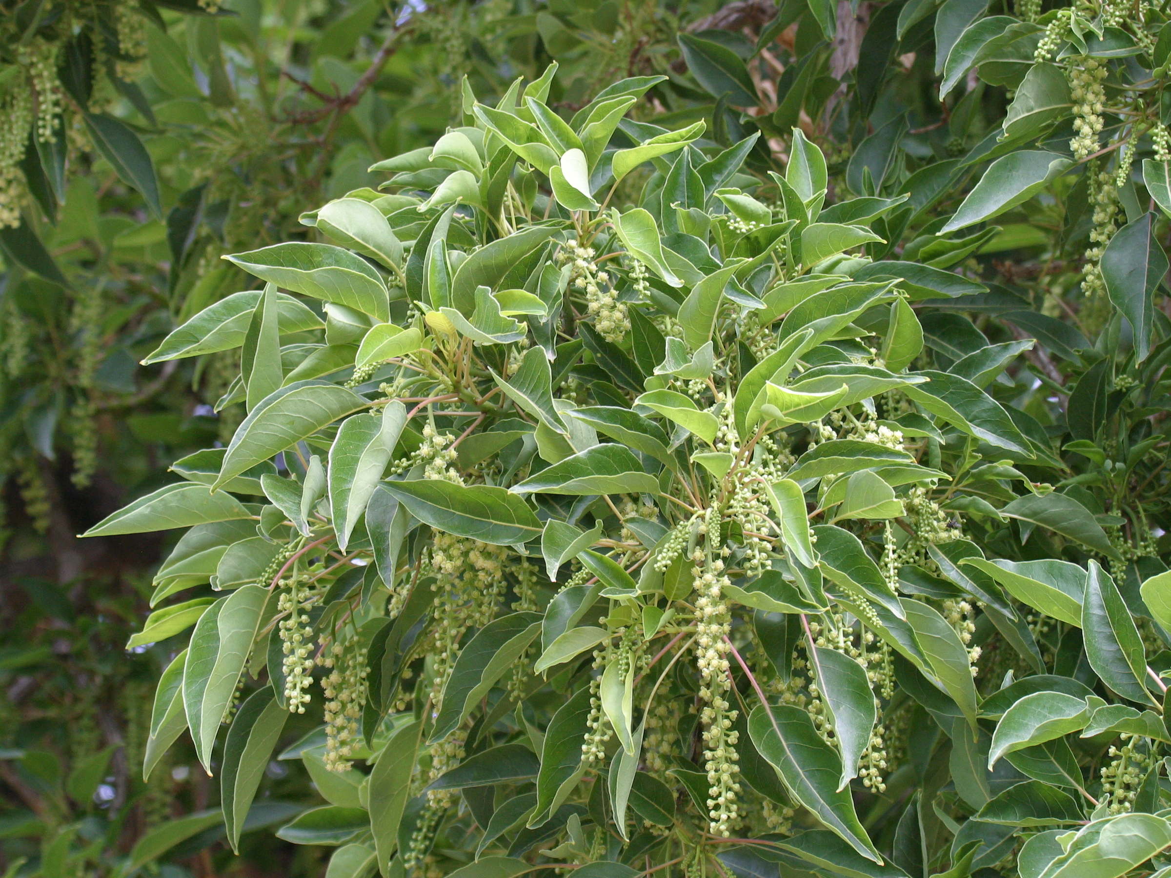 phytolacca_dioica2bd