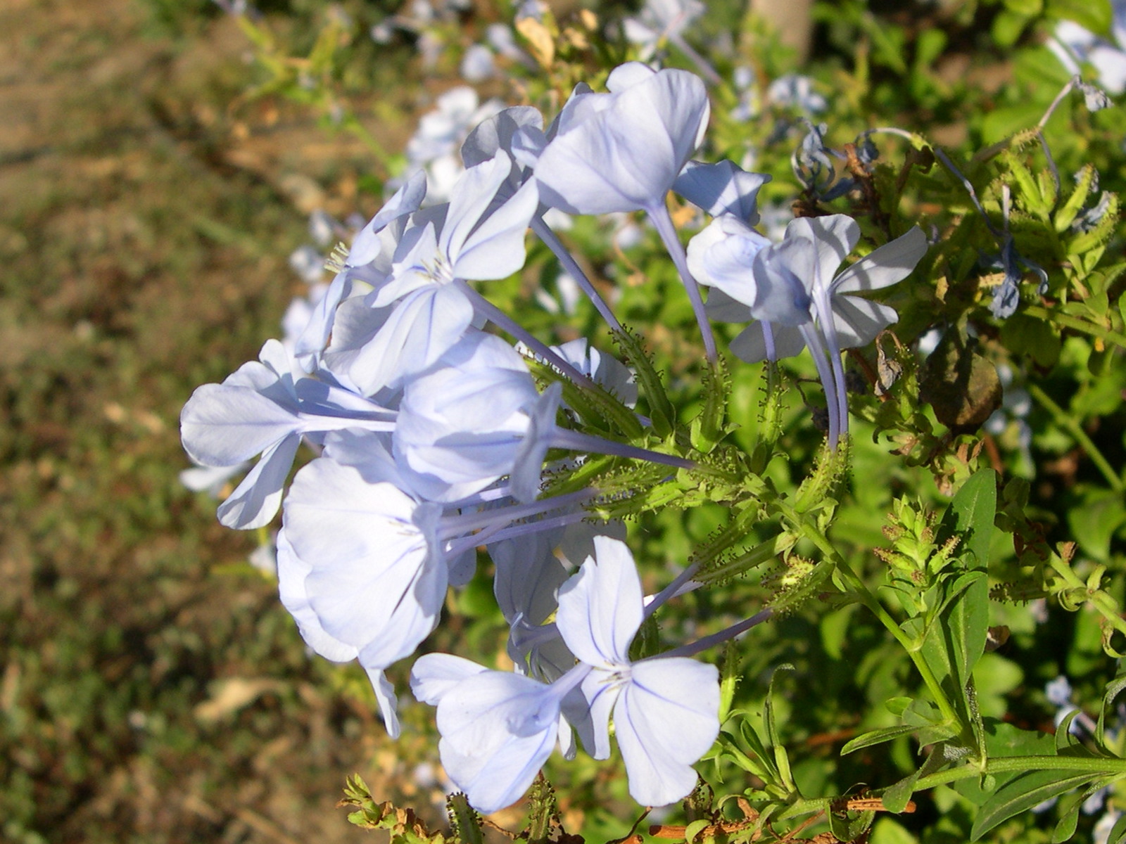 Afficher le média plumbago_auriculata3md plumbago_auriculata3md
