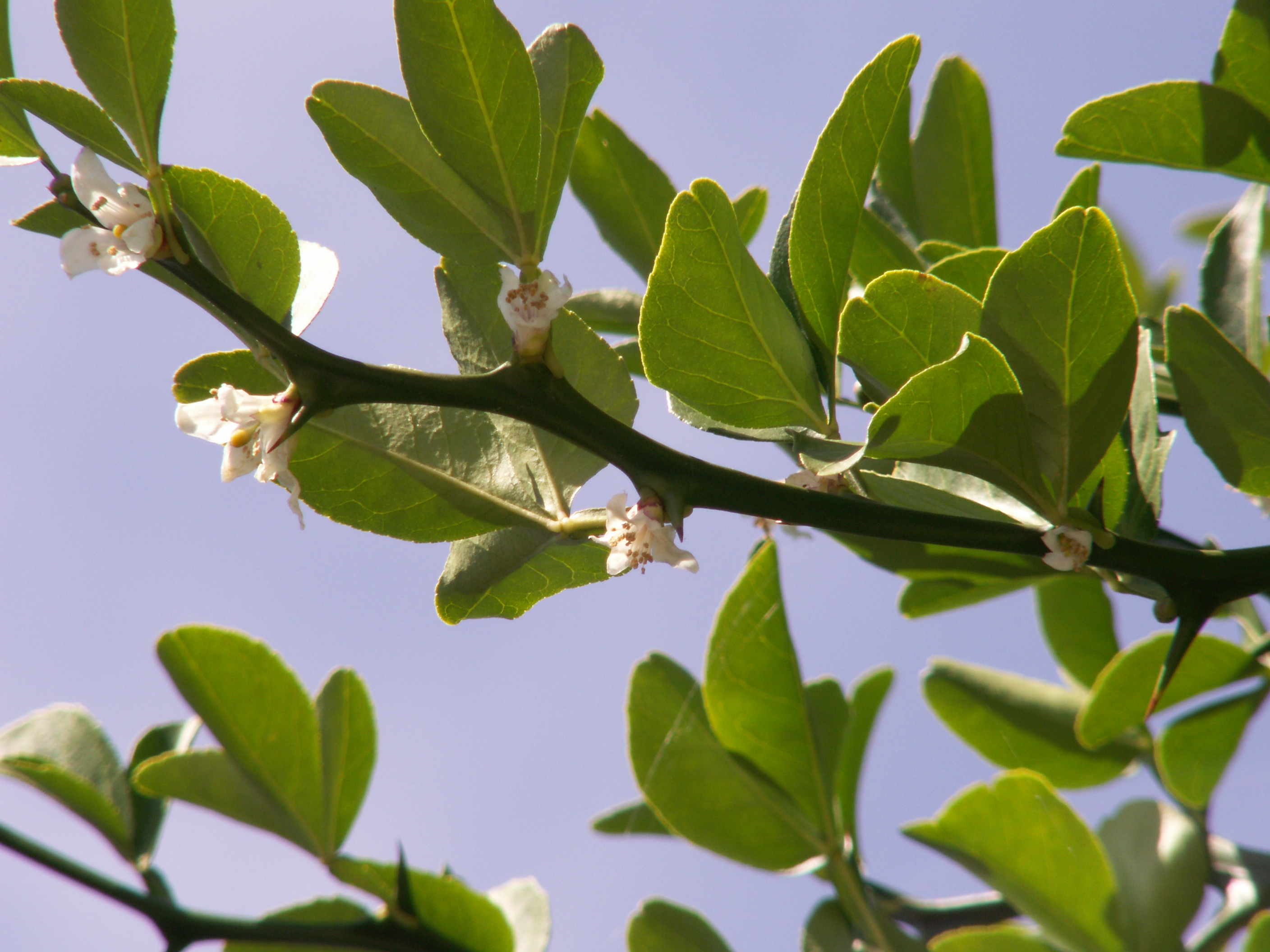 Afficher le média poncirus_trifoliata5bd poncirus_trifoliata5bd