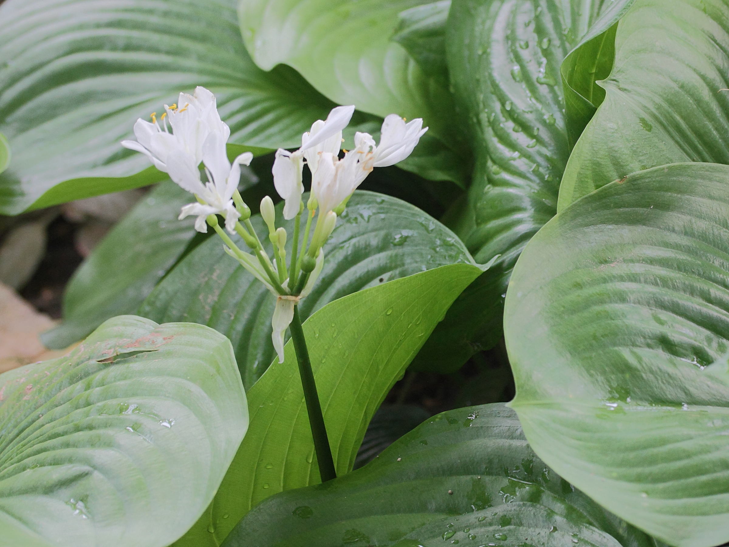 proiphys_amboinensis2md