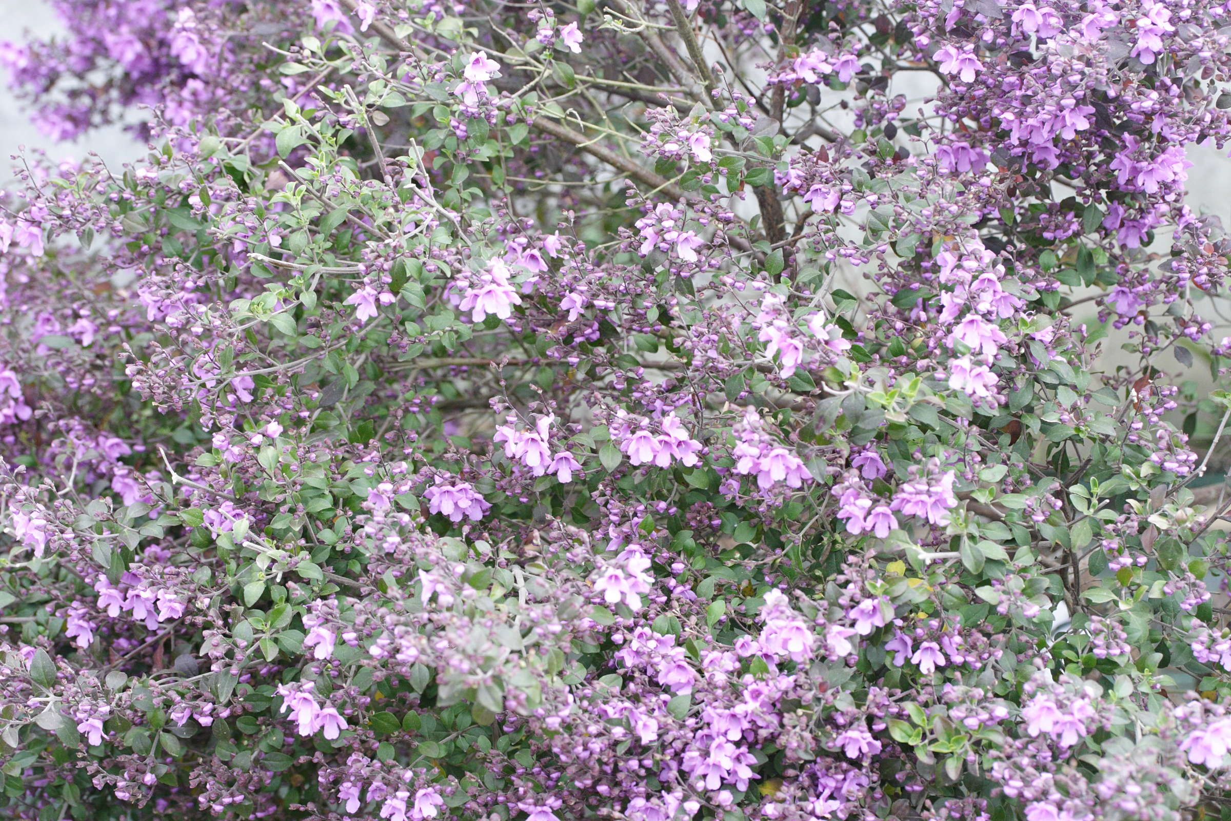 prostanthera_rotundifolia1md