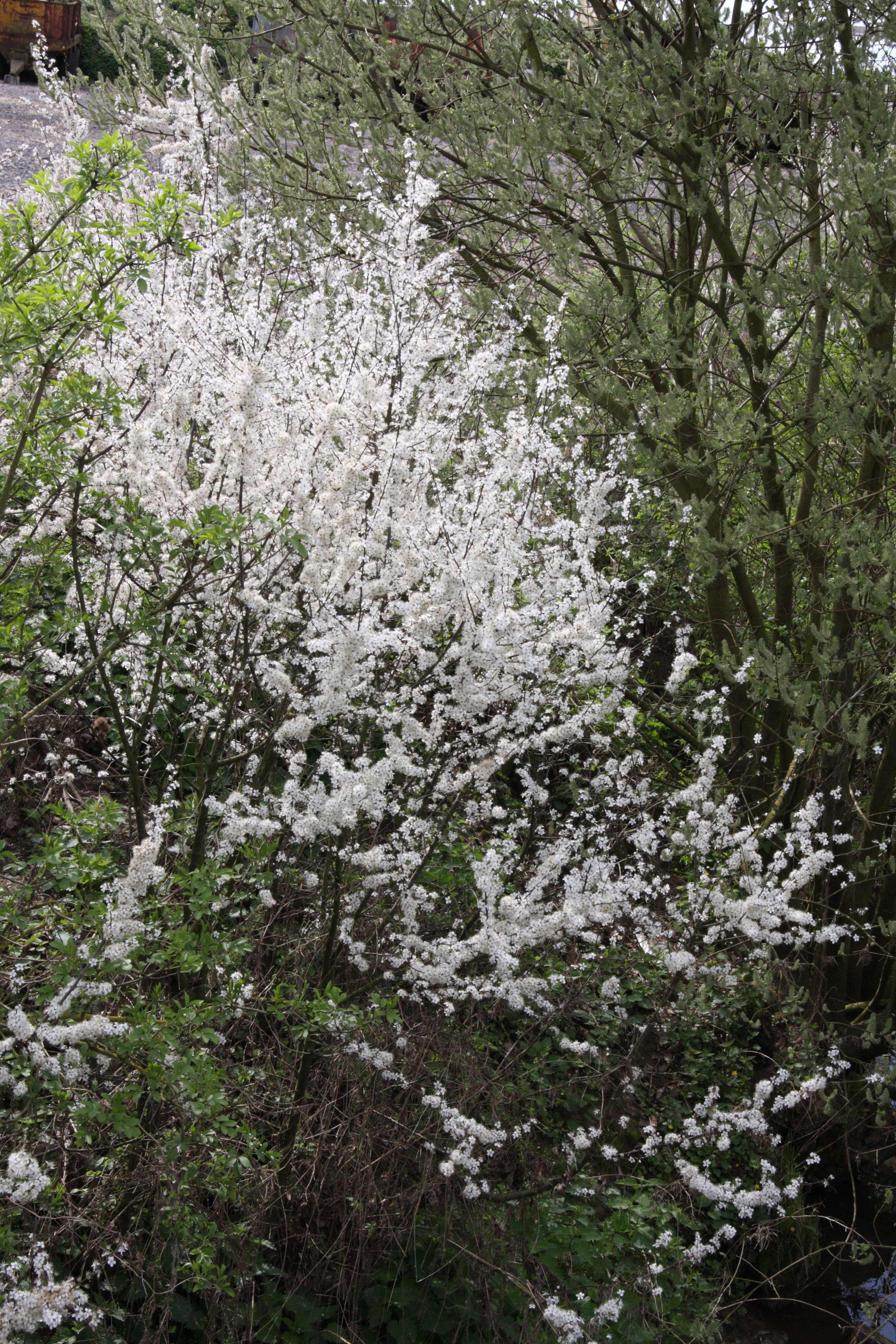prunus_spinosa3bmd