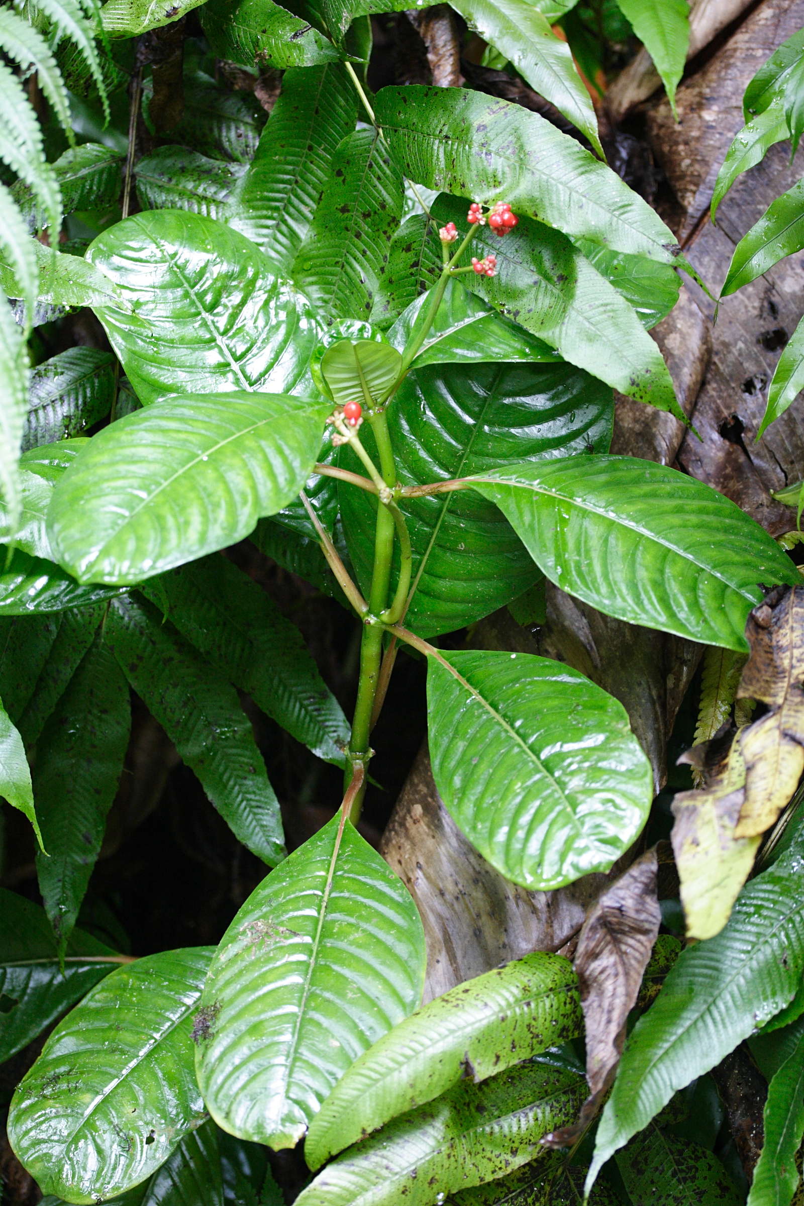 psychotria_uliginosa1md