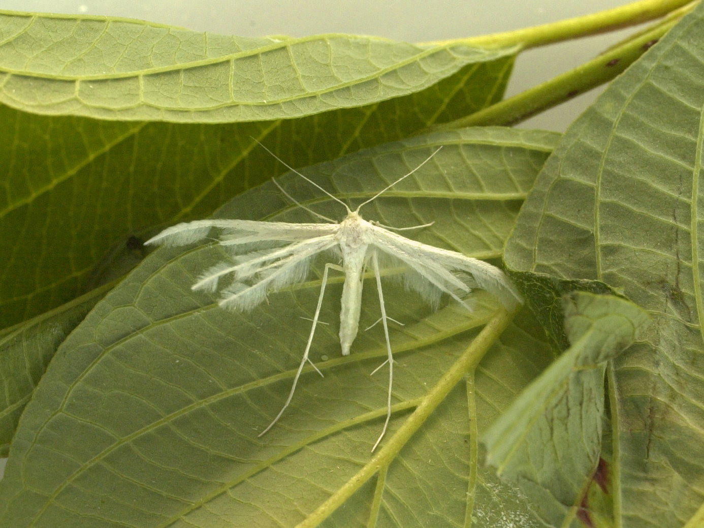 Afficher le média pterophorus_pentadactylus1bd pterophorus_pentadactylus1bd