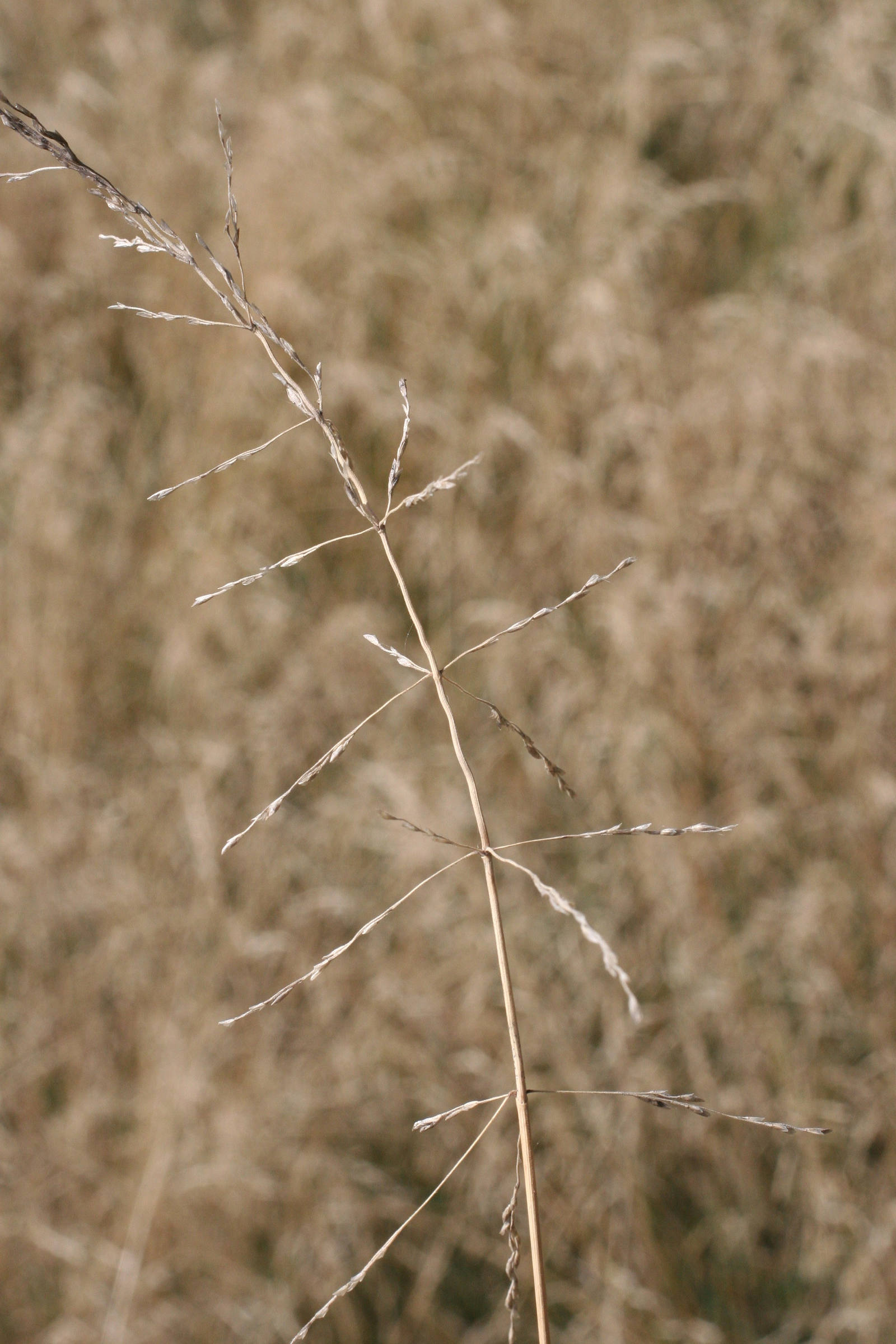 Afficher le média puccinellia_distans2md puccinellia_distans2md