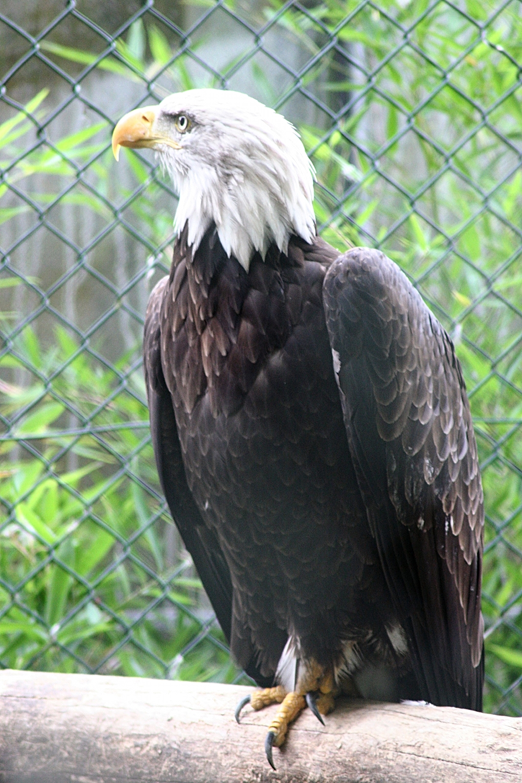 Afficher le média pygargue_a_tete_blanche_-_haliaeetus_leucocephalus1md pygargue_a_tete_blanche_-_haliaeetus_leucocephalus1md