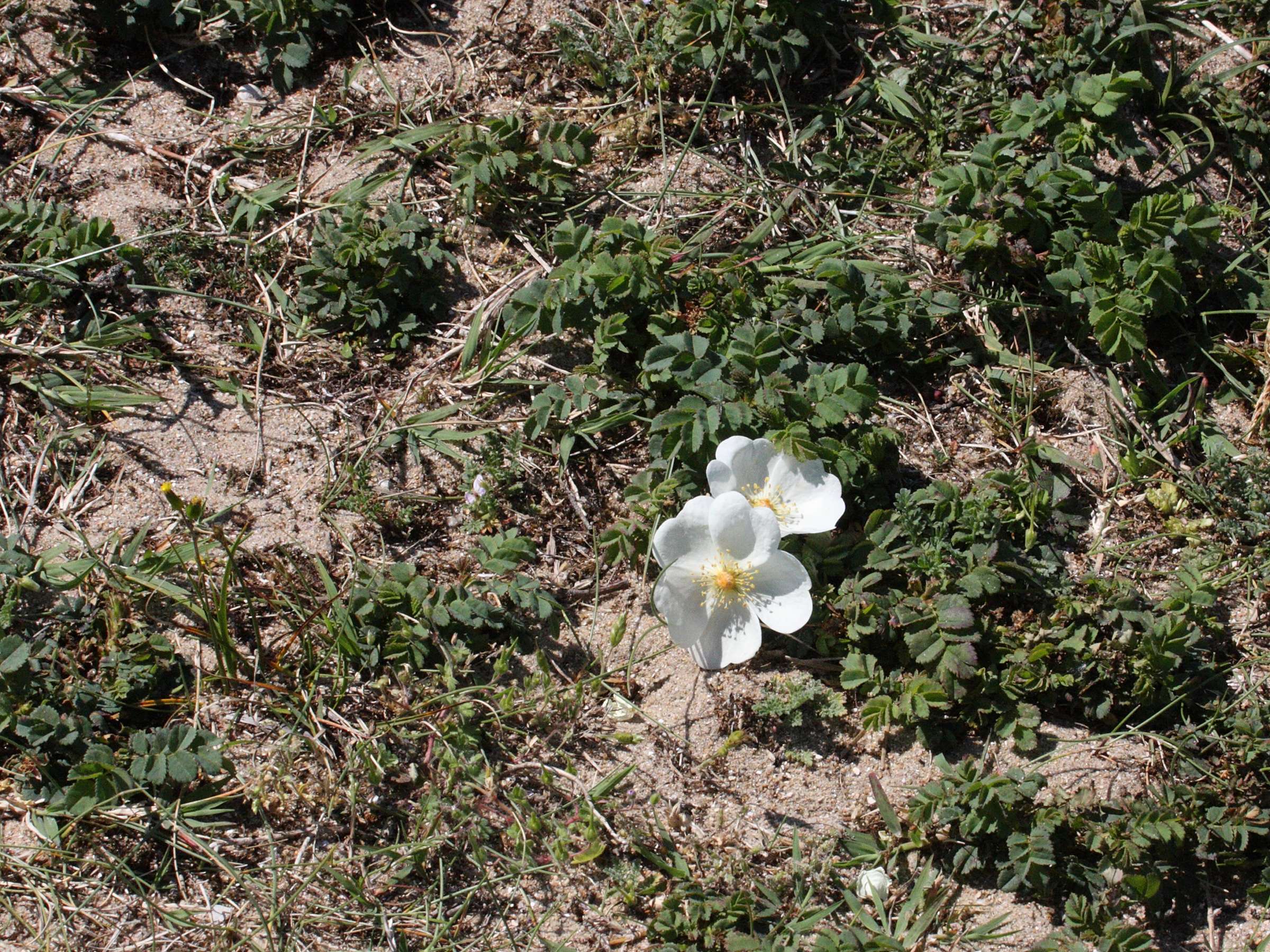 rosa_pimpinellifolia6md