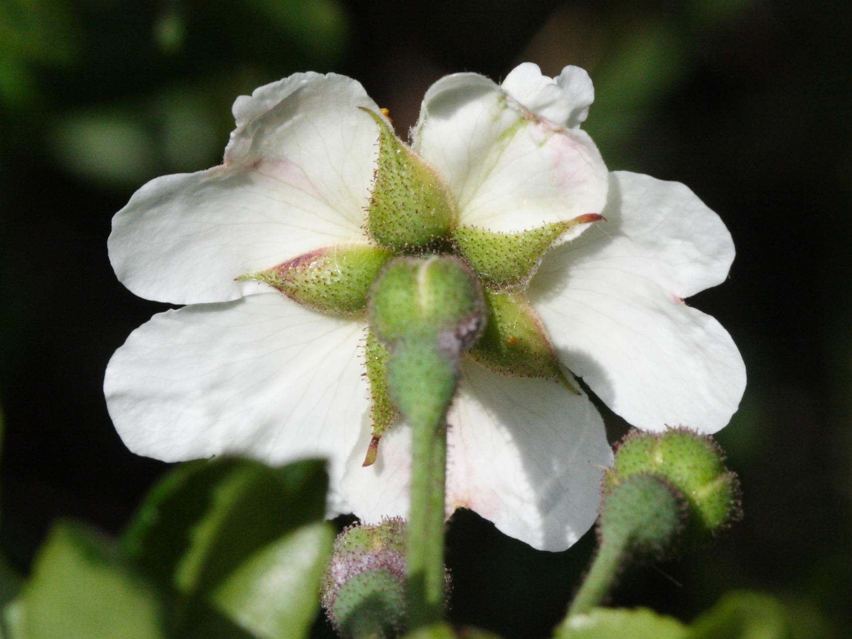 rosa_sempervirens2md