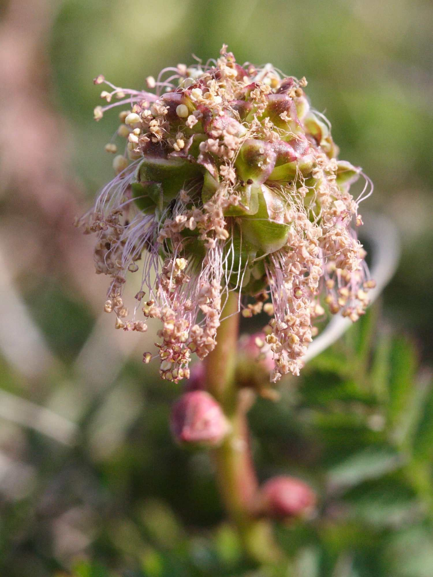 sanguisorba_minor6md