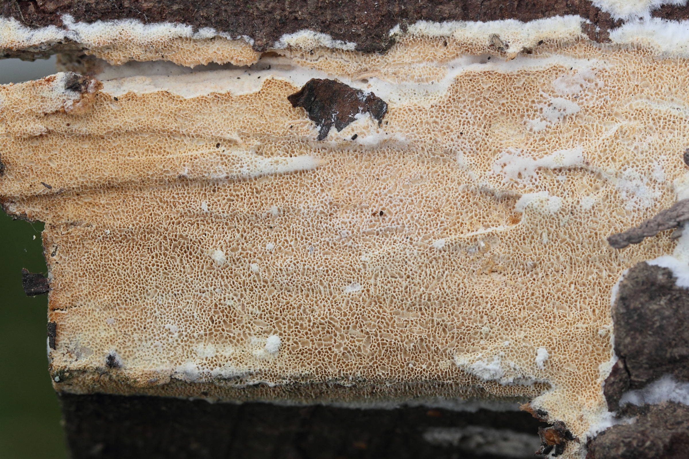 schizopora_paradoxa3md