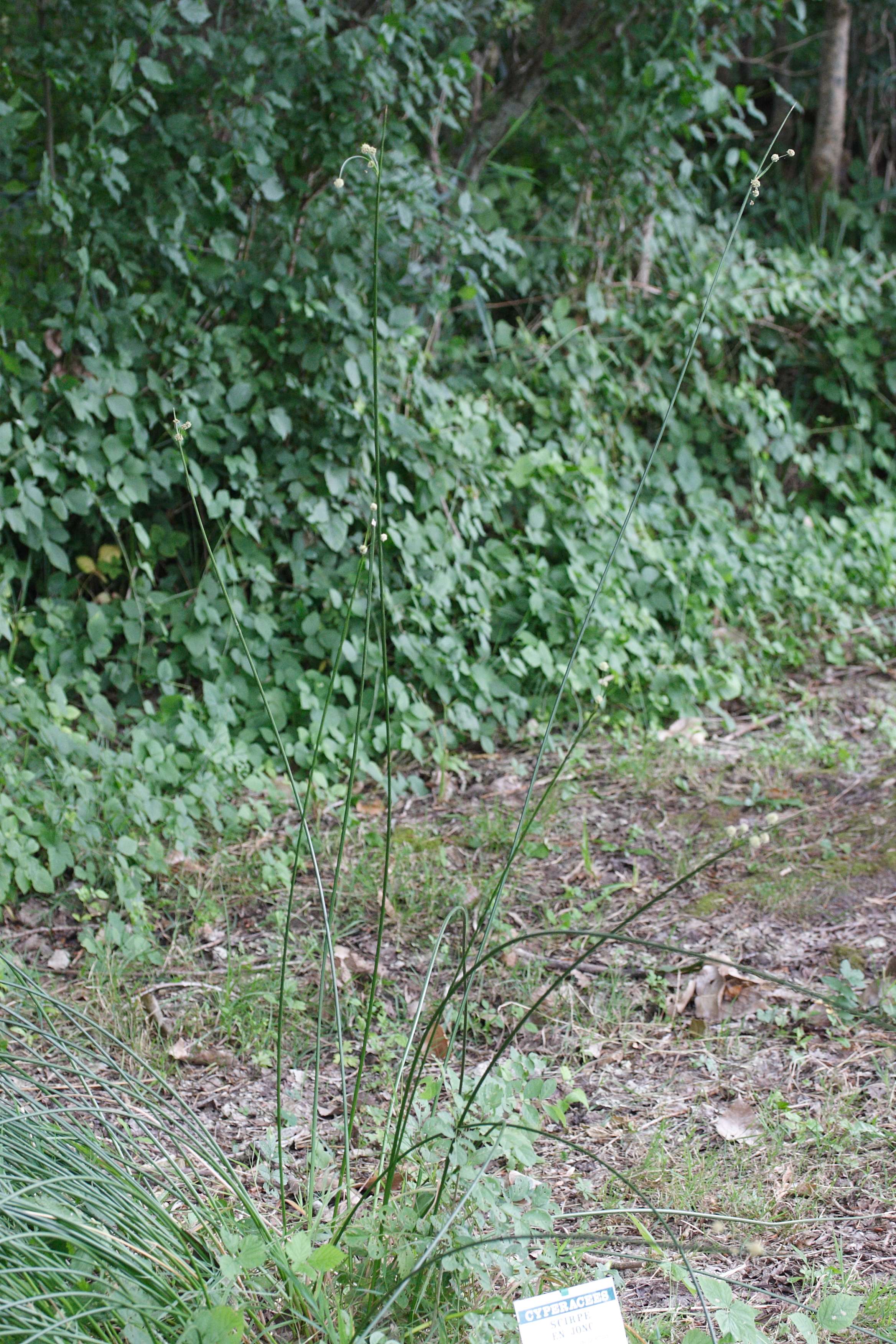 scirpoides_holoschoenus1md