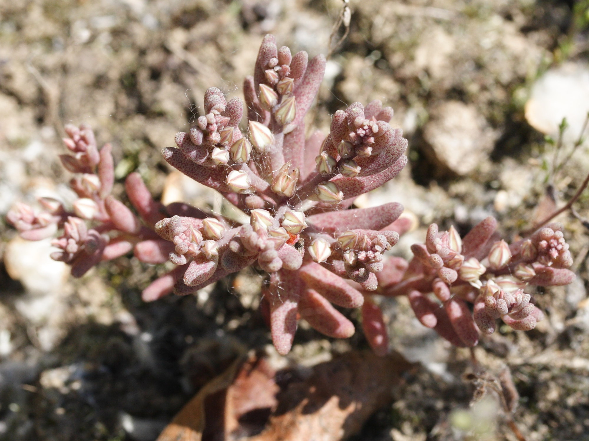 sedum_rubens3md