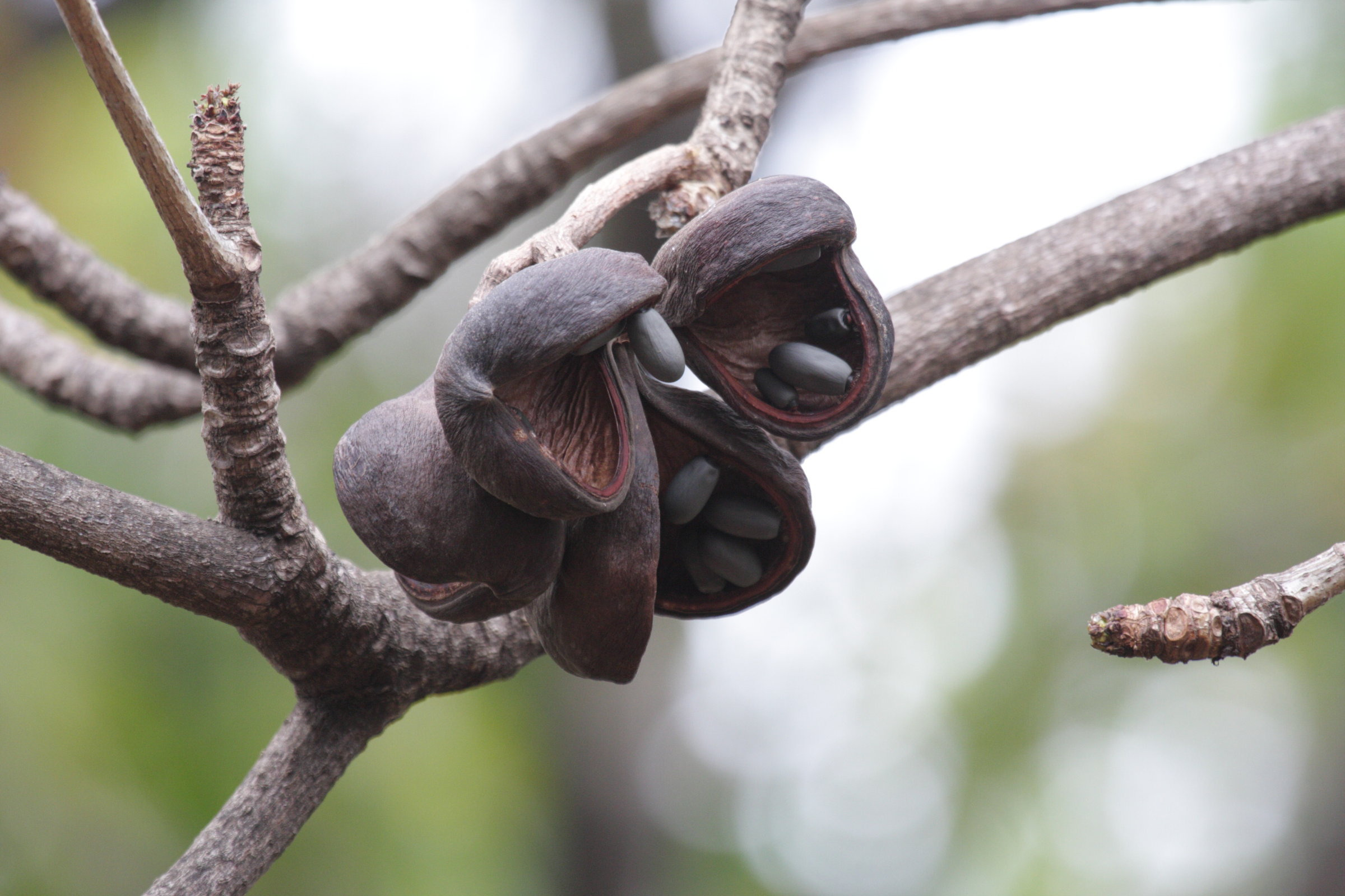 Afficher le média sterculia_foetida5bd sterculia_foetida5bd