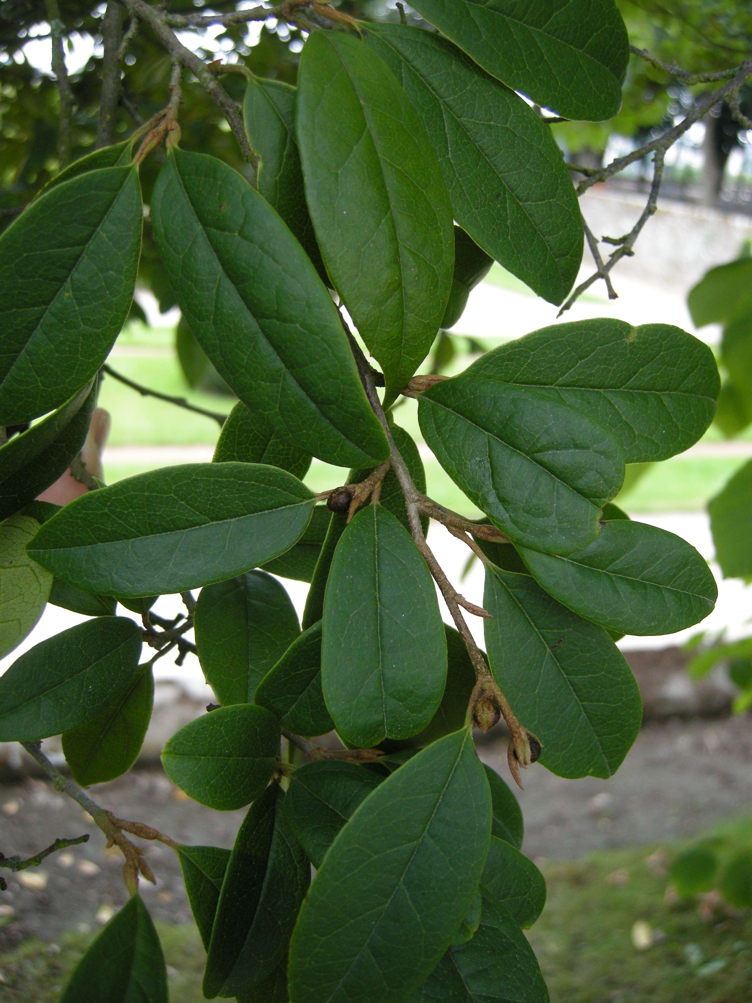 sycopsis_sinensis2bd