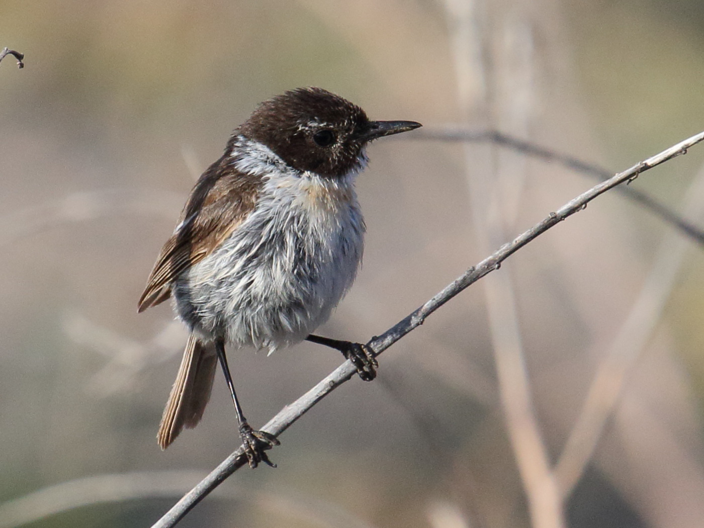 tarier_des_canaries_-_saxicola_dacotiae1bd