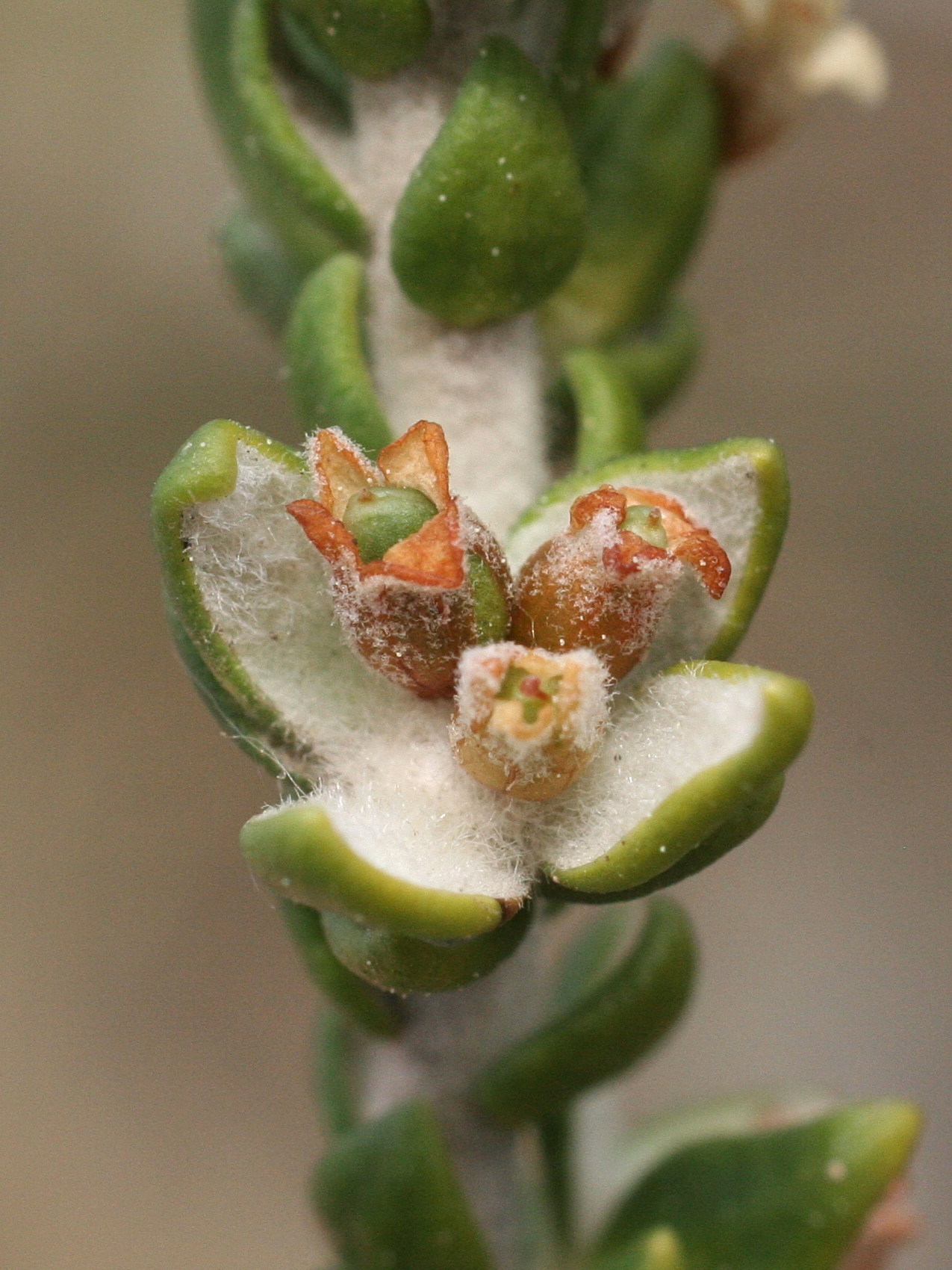 Afficher le média Thymelaea_hirsuta Thymelaea_hirsuta