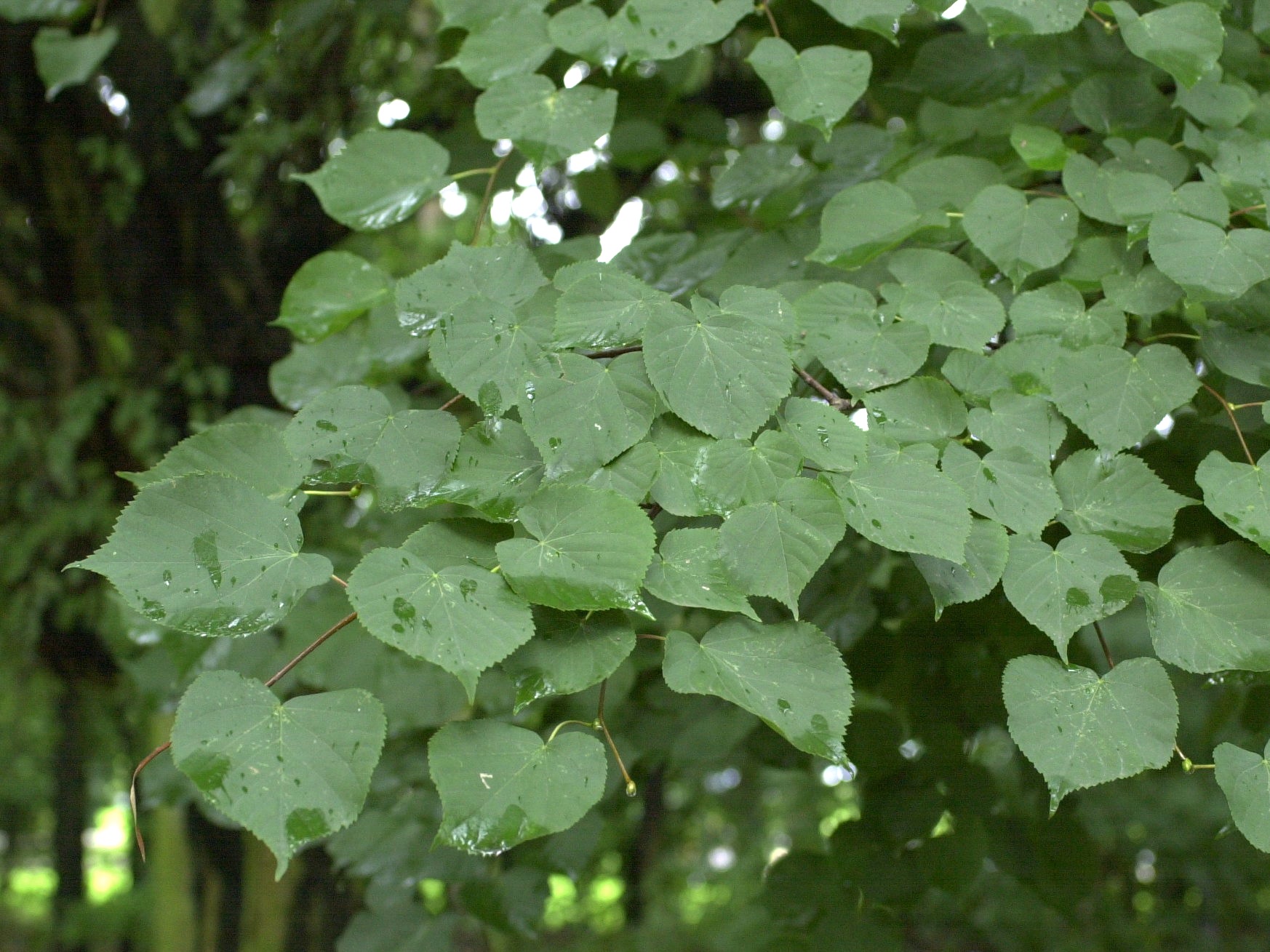 Afficher le média tilia_x-vulgaris2md tilia_x-vulgaris2md