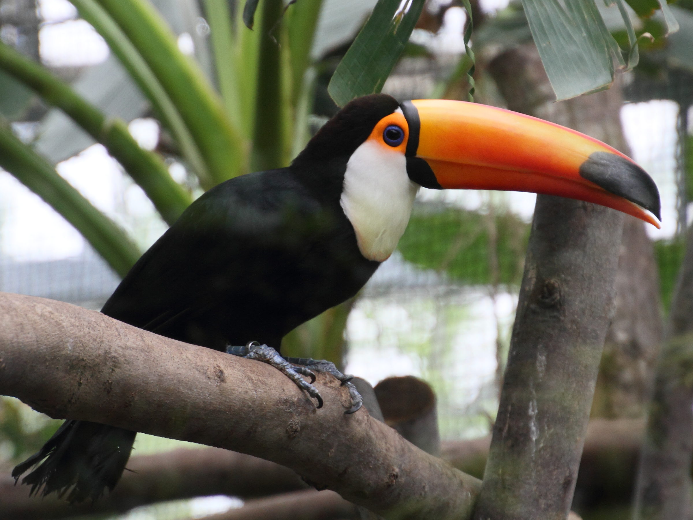 toucan_toco_-_ramphastos_toco3md