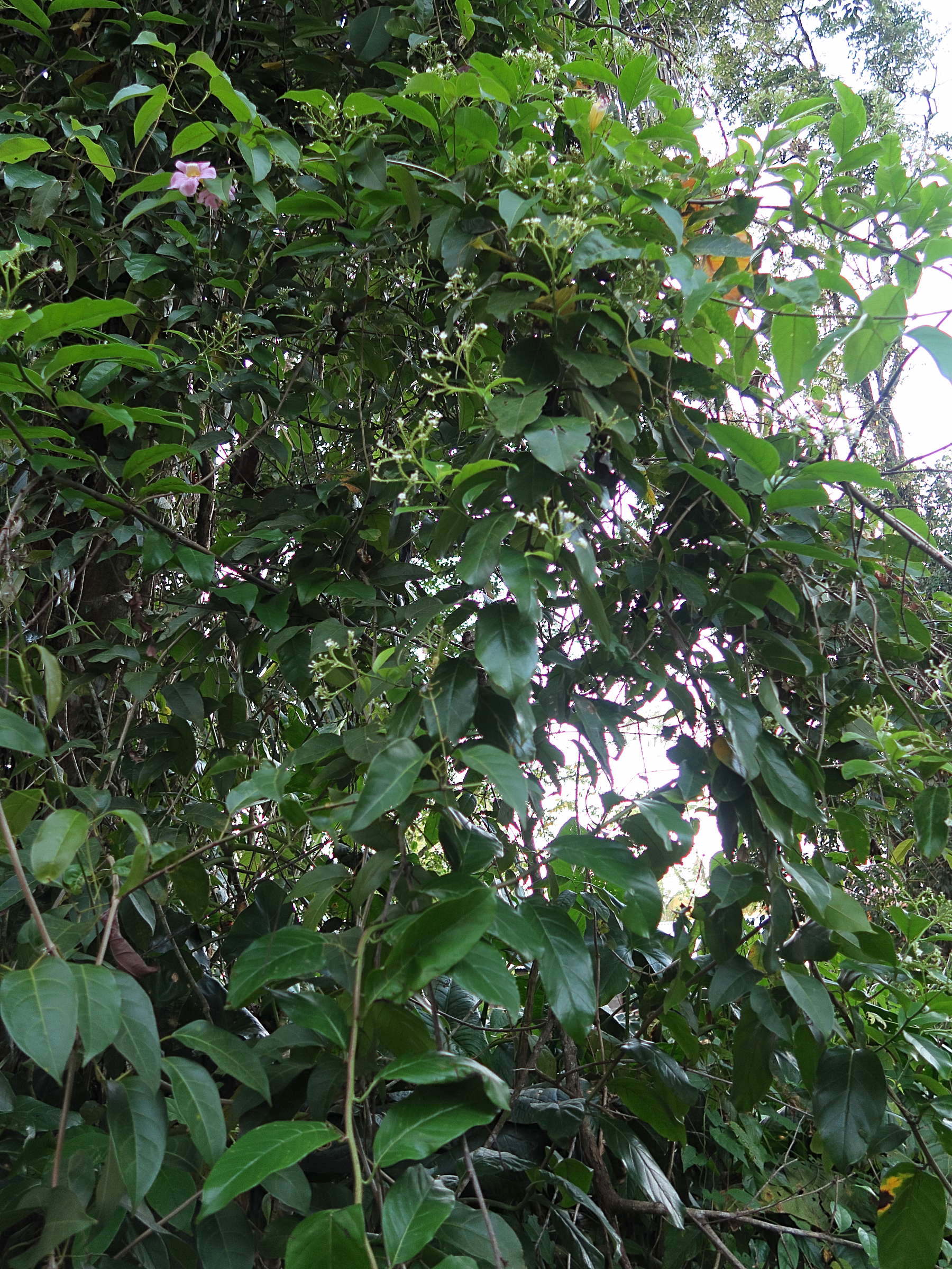 tournefortia_bicolor1md