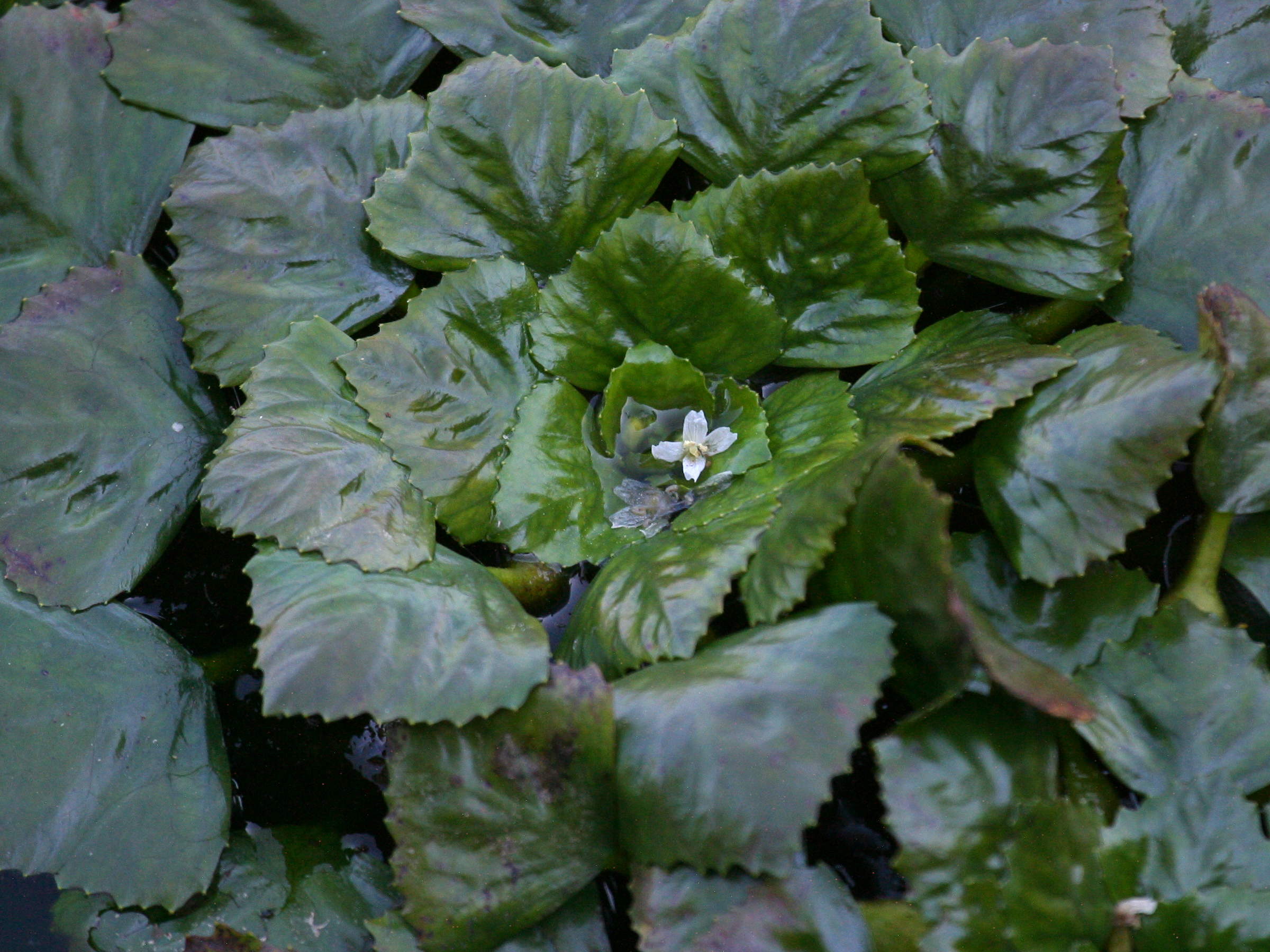 Afficher le média trapa_natans5bd trapa_natans5bd