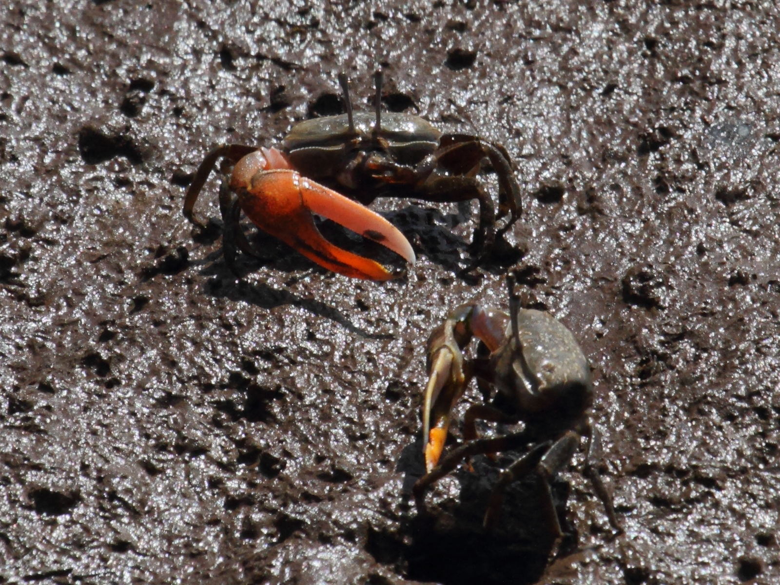 Afficher le média uca_annulipes5bd uca_annulipes5bd